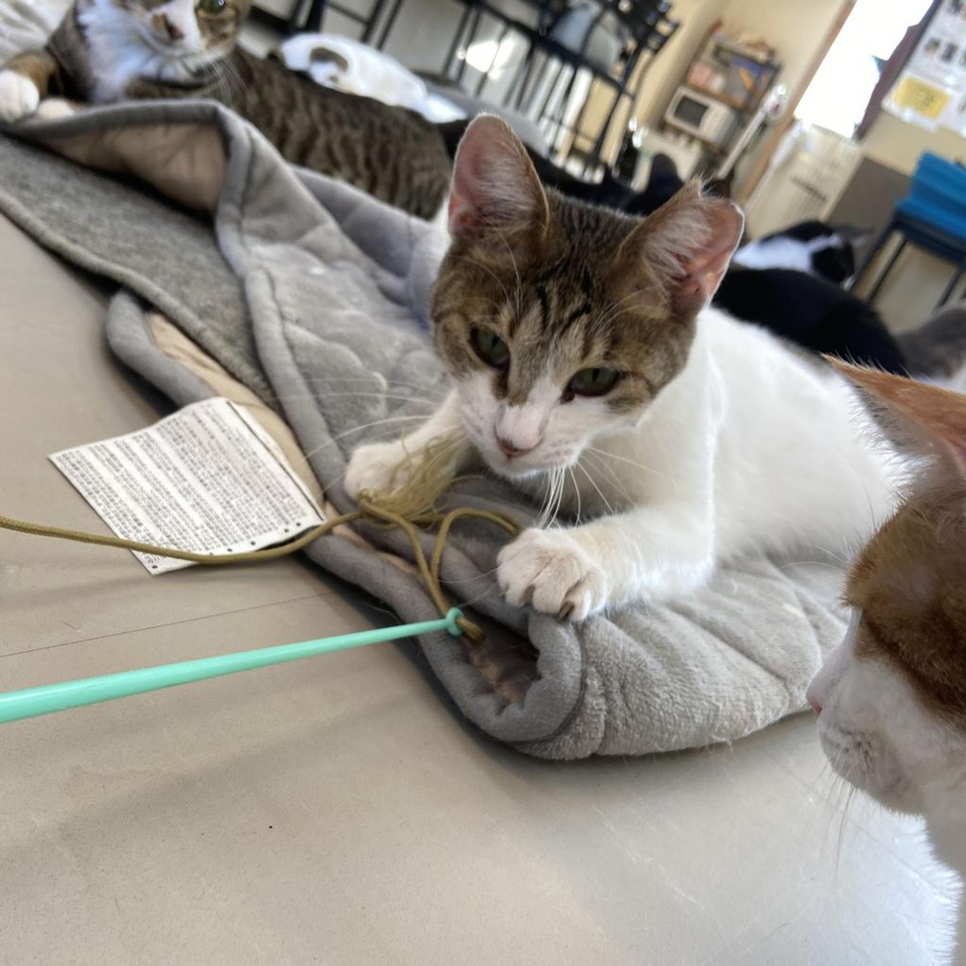 pet-image-5