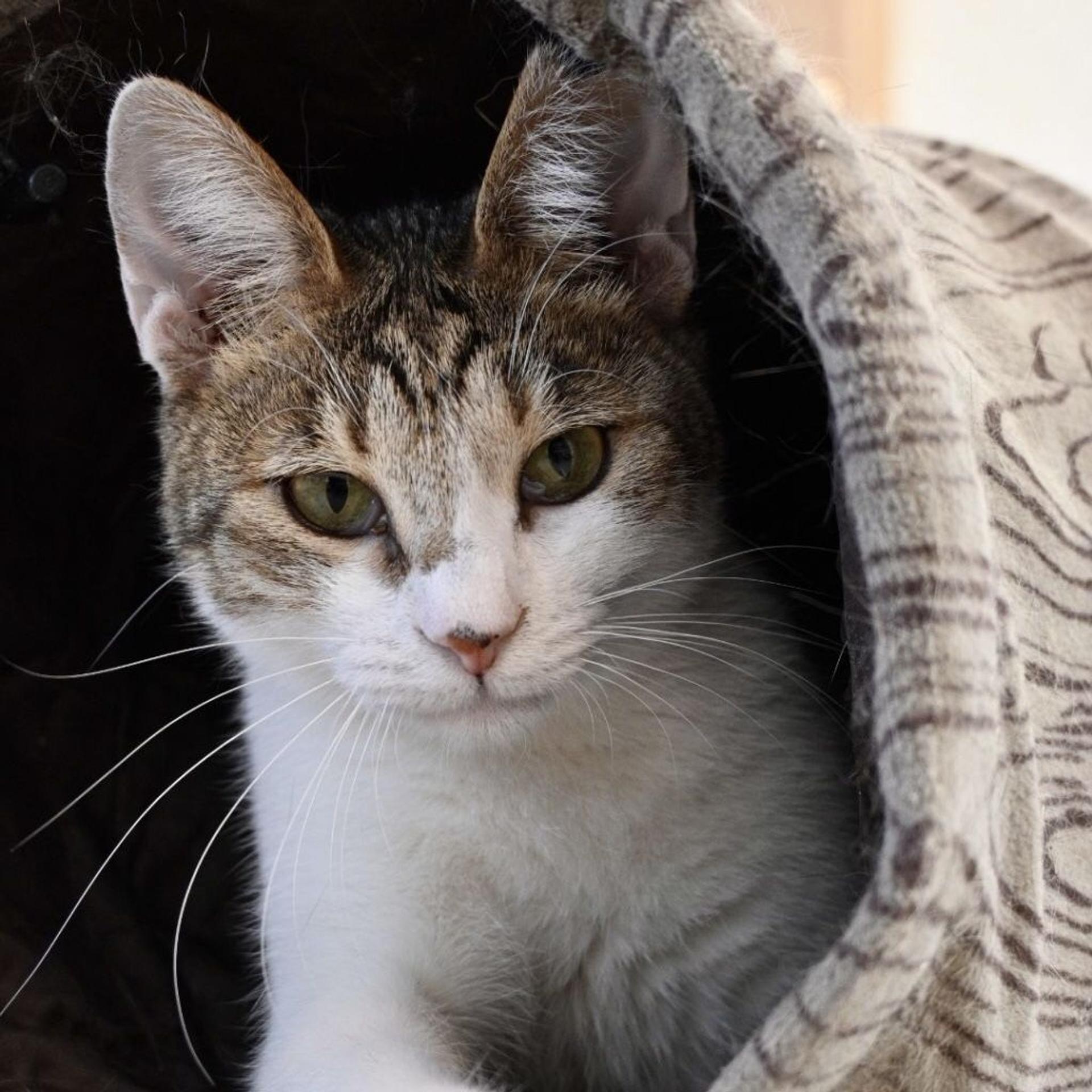 pet-image-2