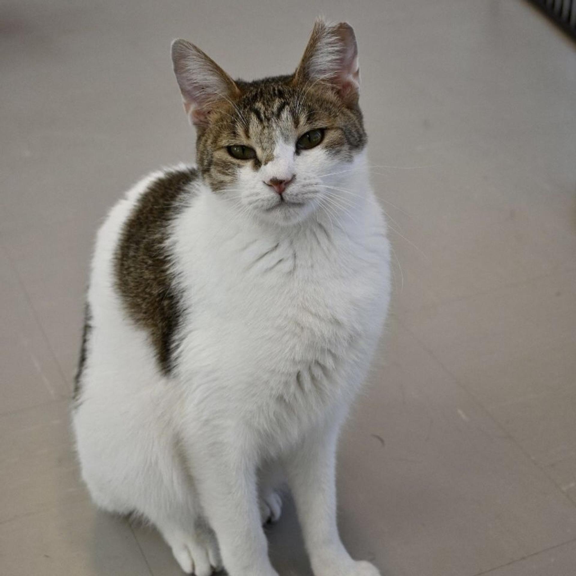 pet-image-6
