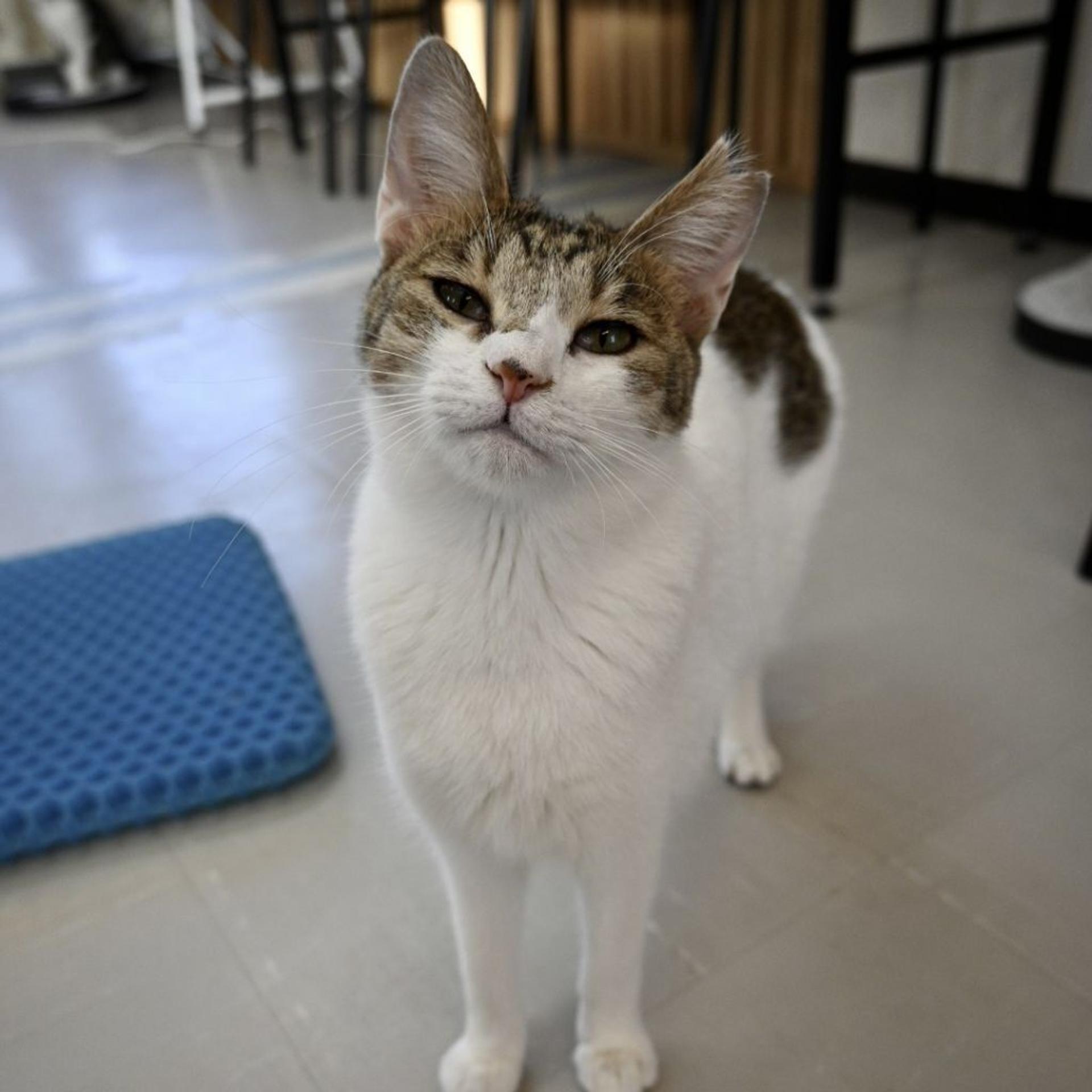 pet-image-8