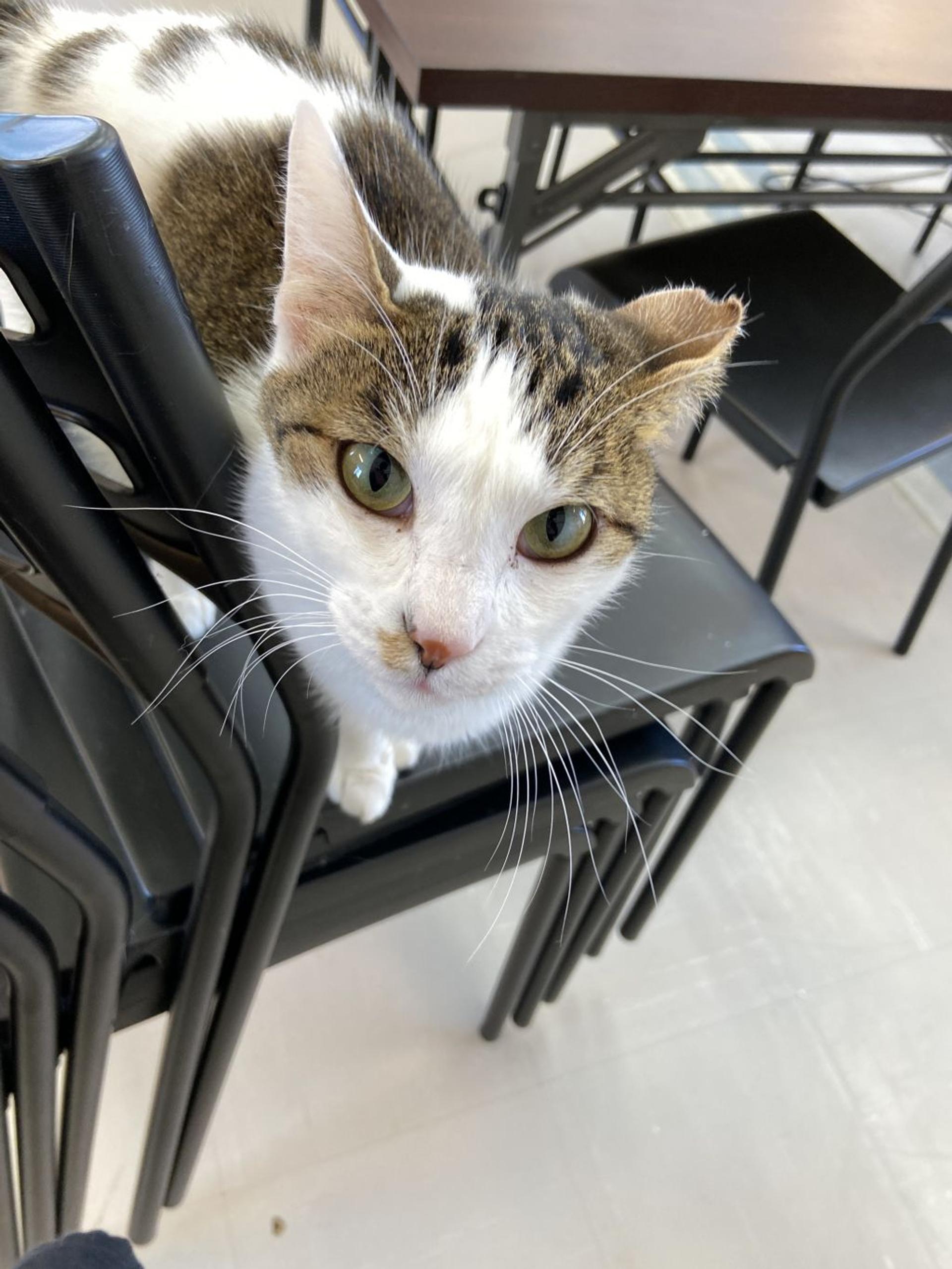 pet-image-7