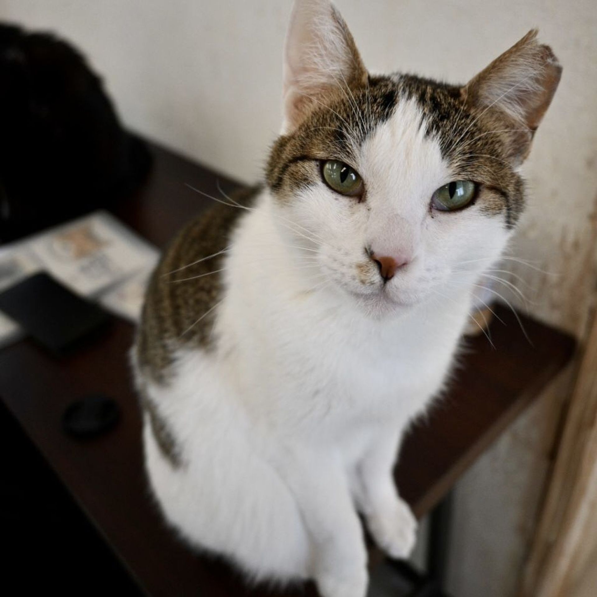 雑種（ミックス猫）・メスの里親募集の写真