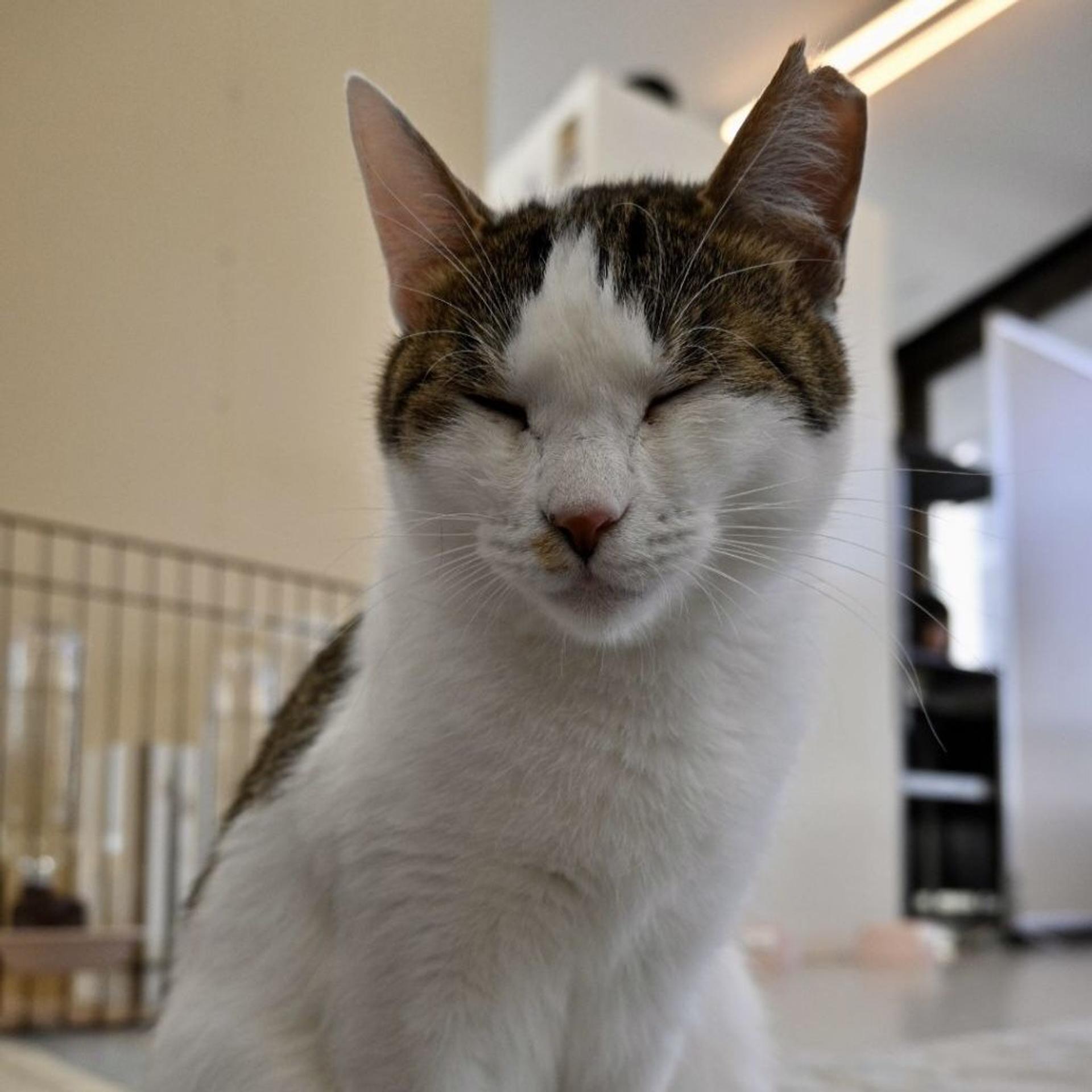 pet-image-5