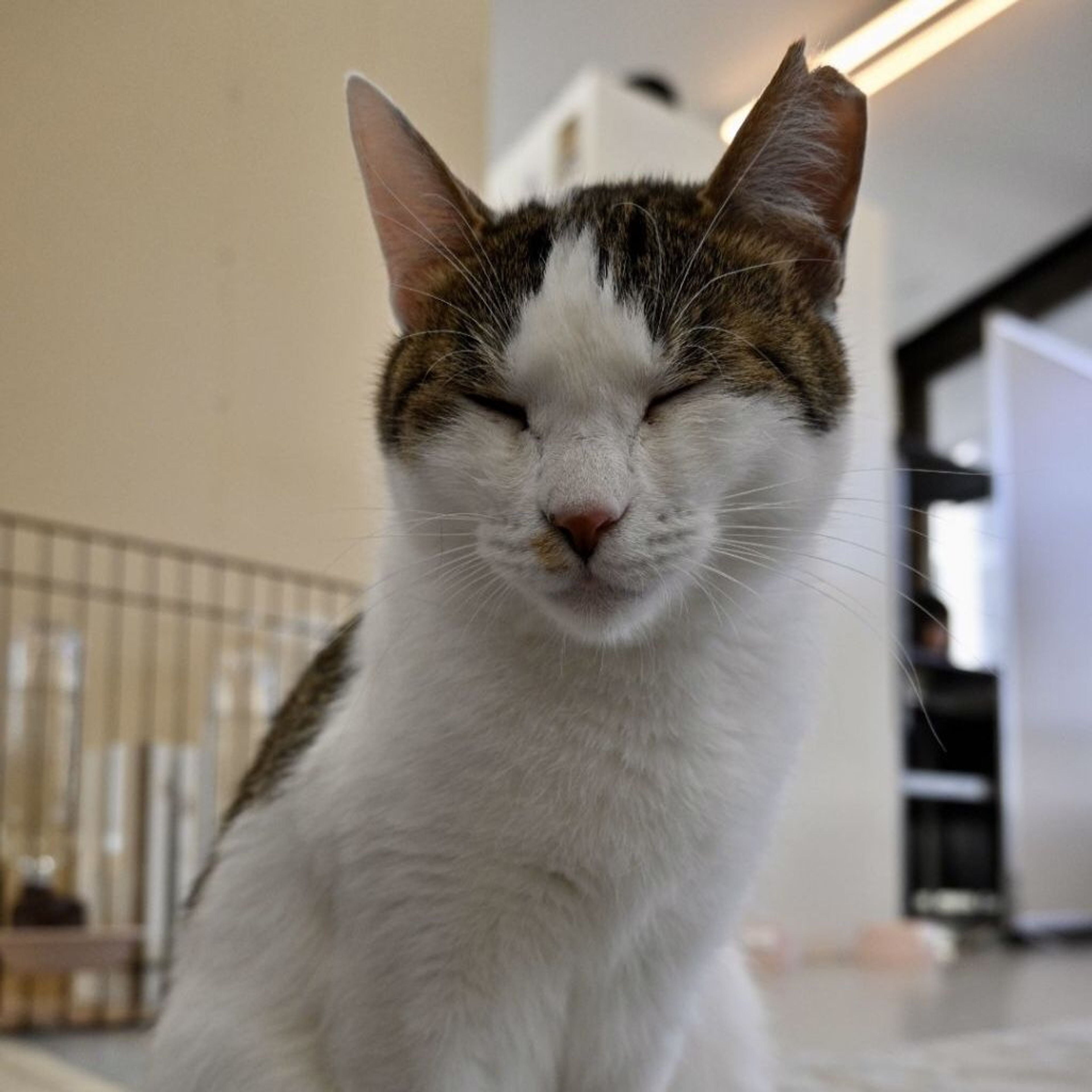 pet-image-5