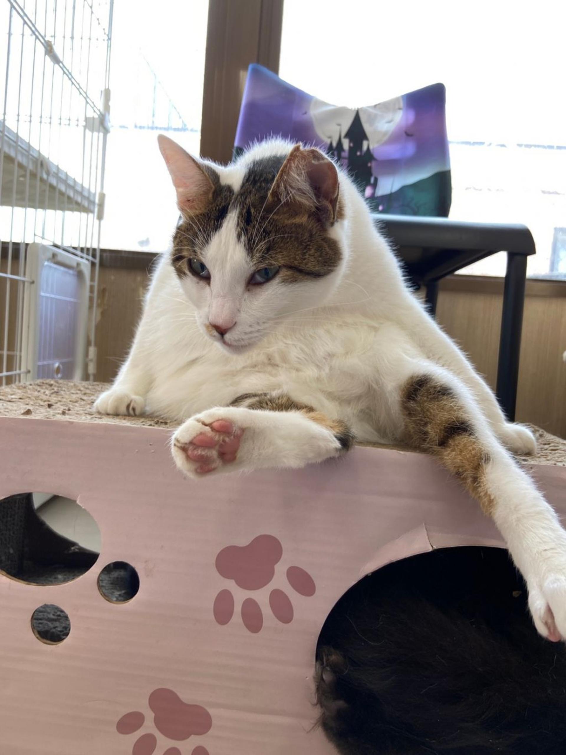 pet-image-6