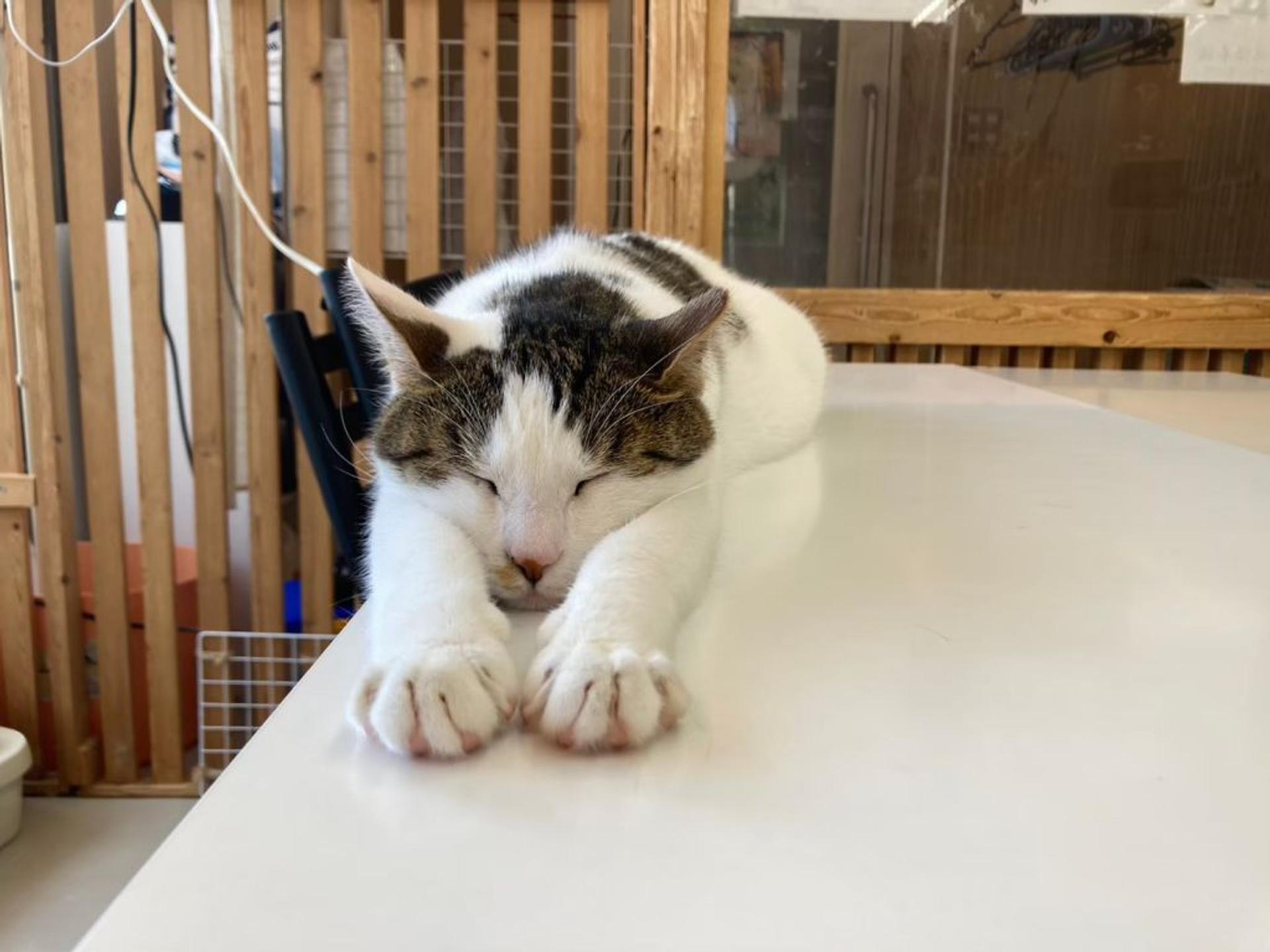 pet-image-8