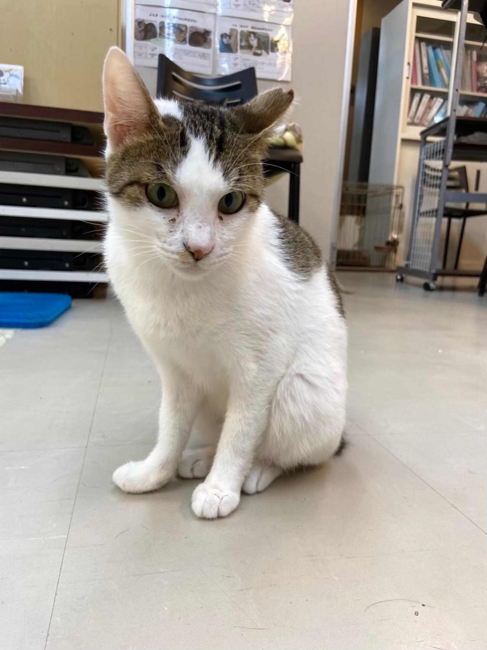 pet-image-10