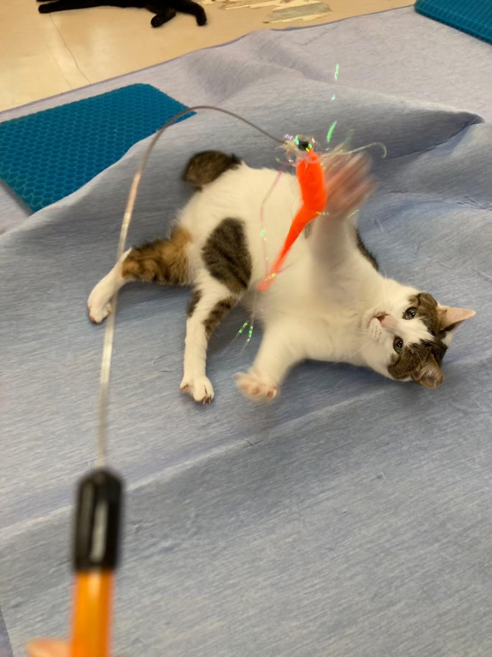 pet-image-4