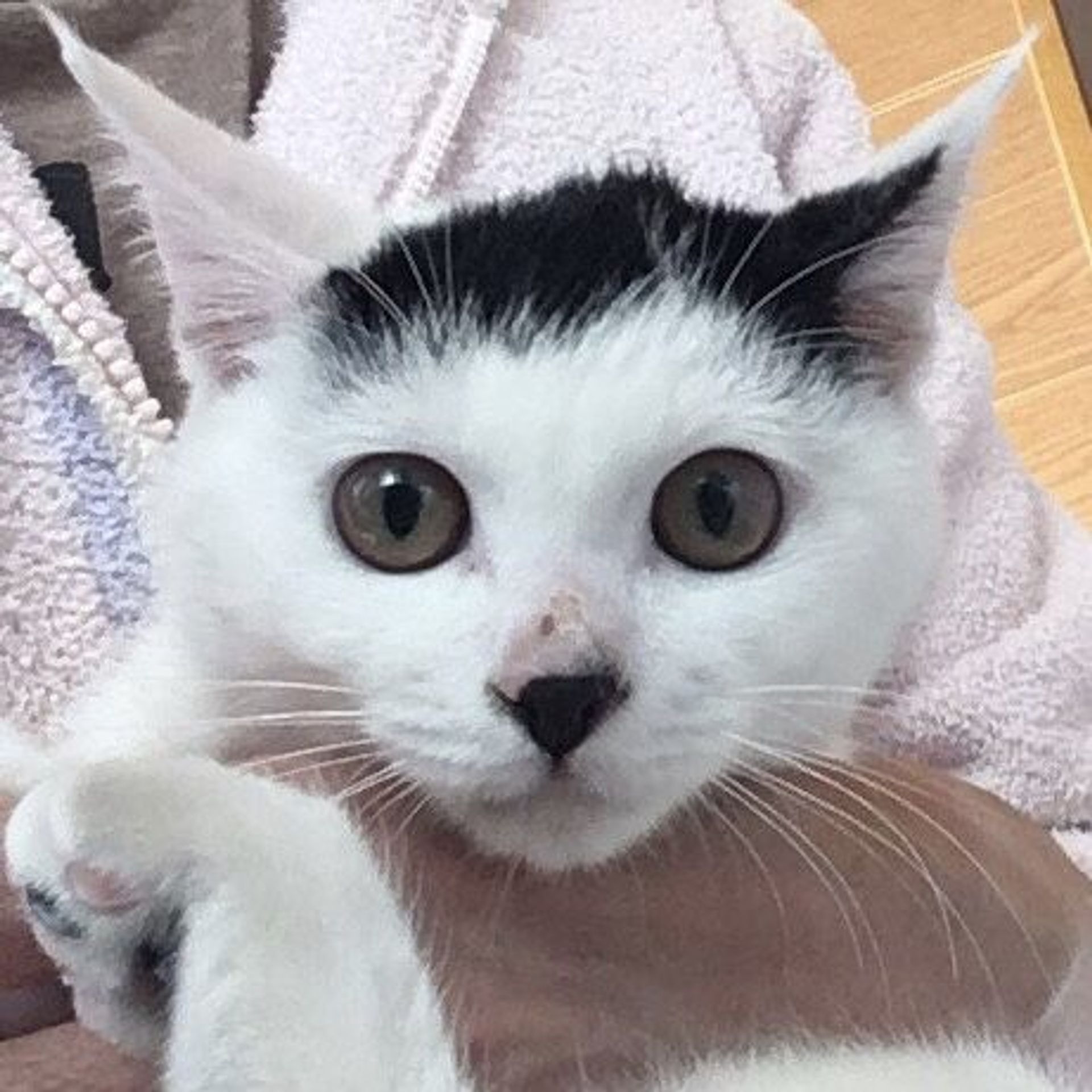雑種（ミックス猫）・メスの里親募集の写真