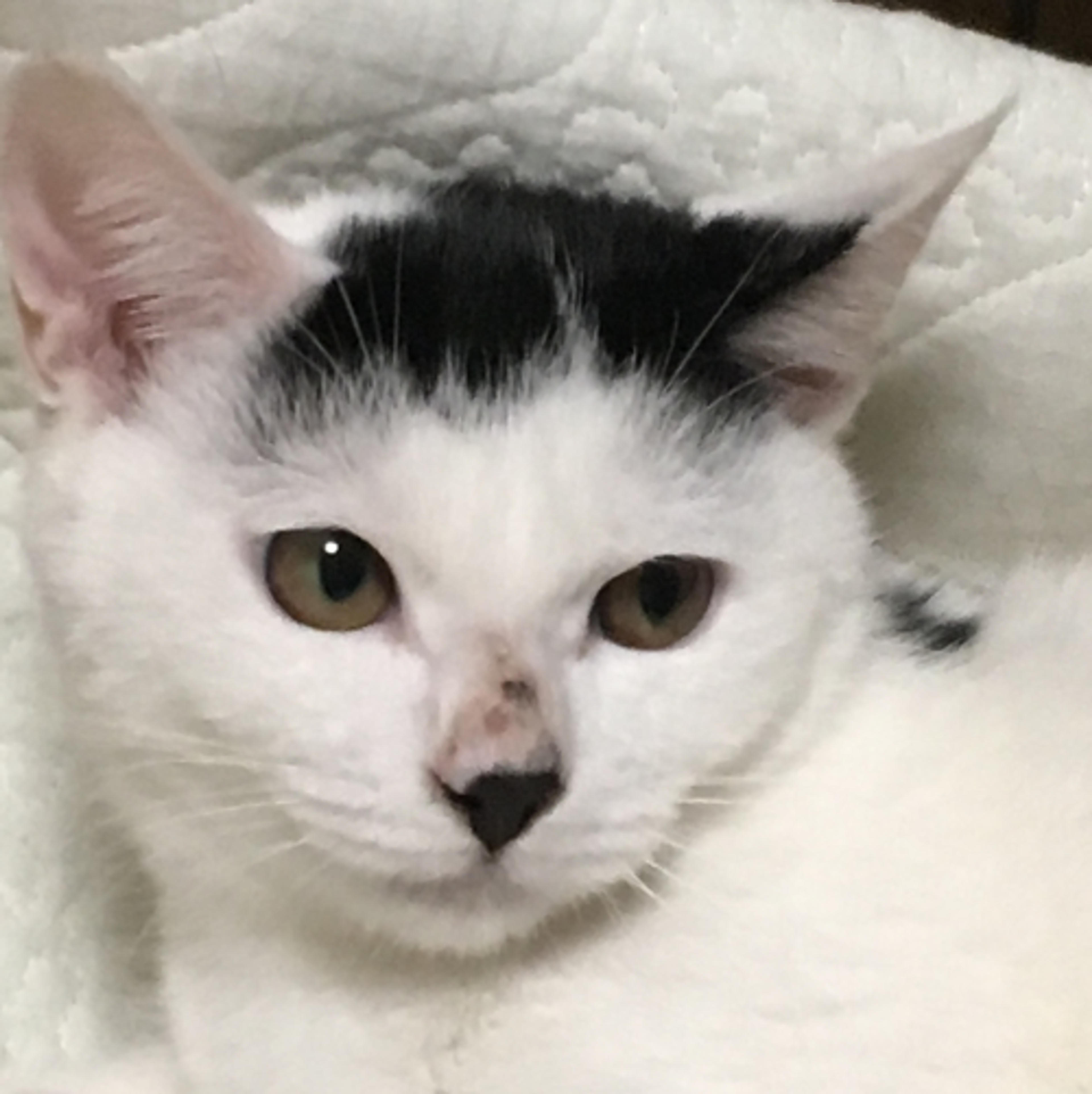 pet-image-3