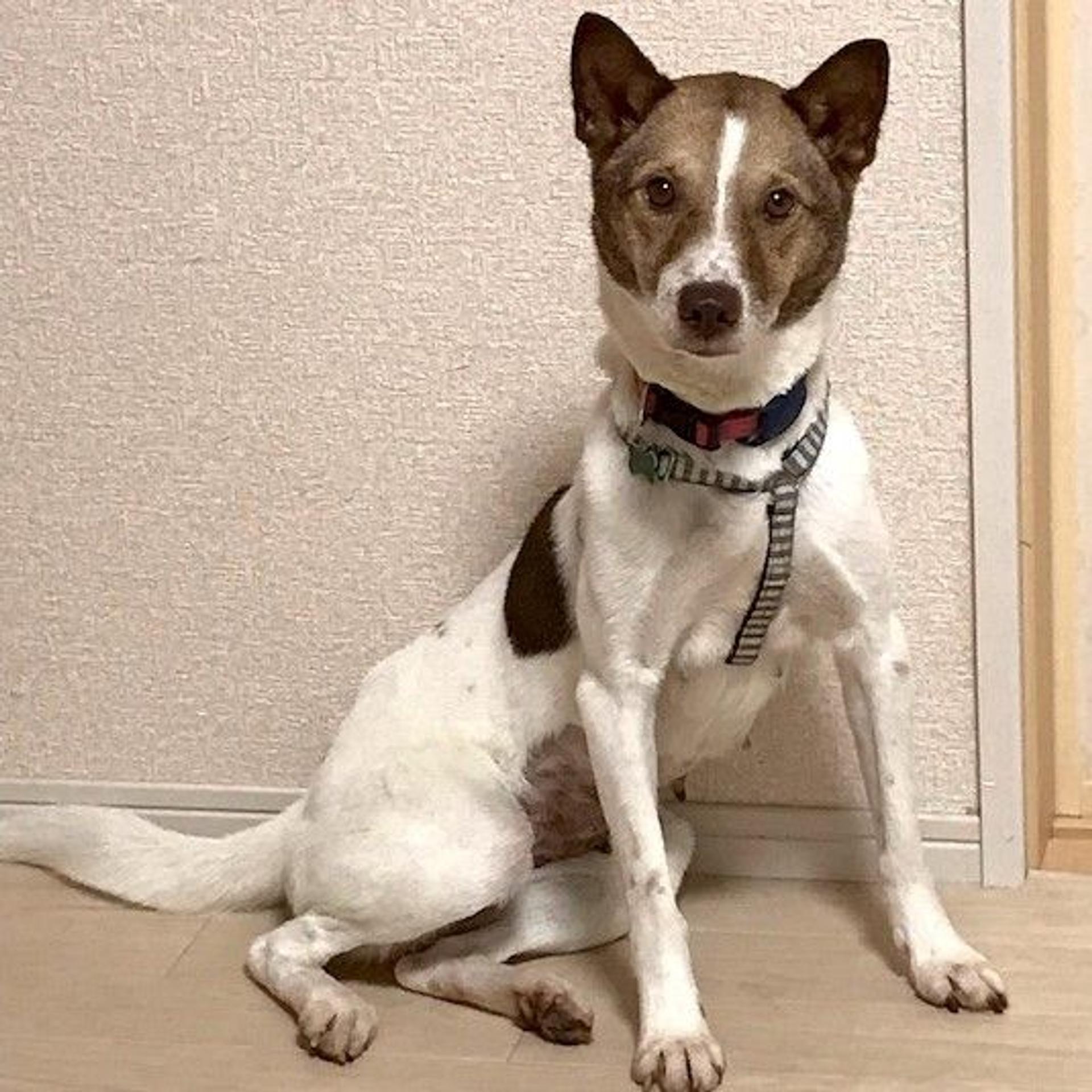 pet-image-2