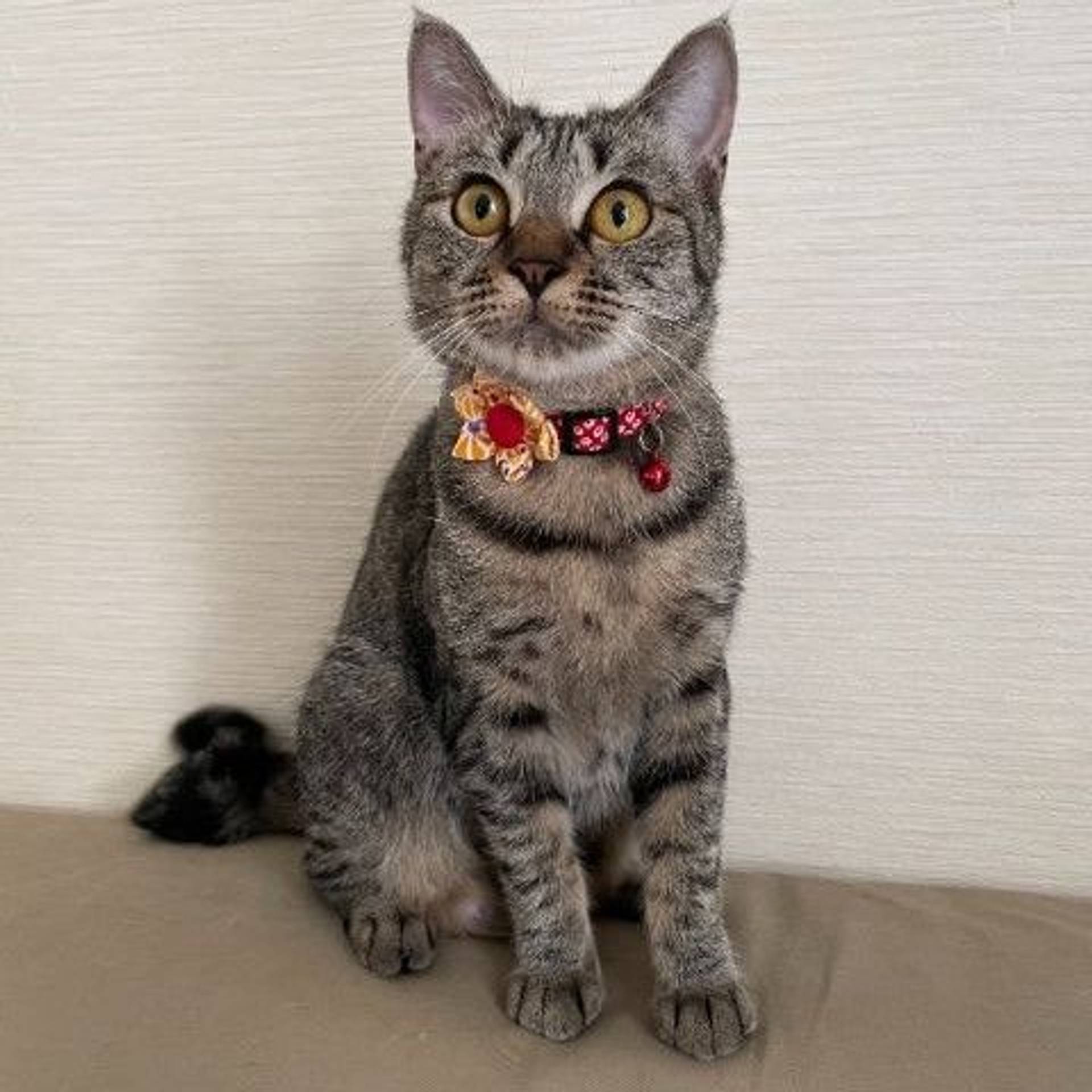雑種（ミックス猫）・メスの里親募集の写真