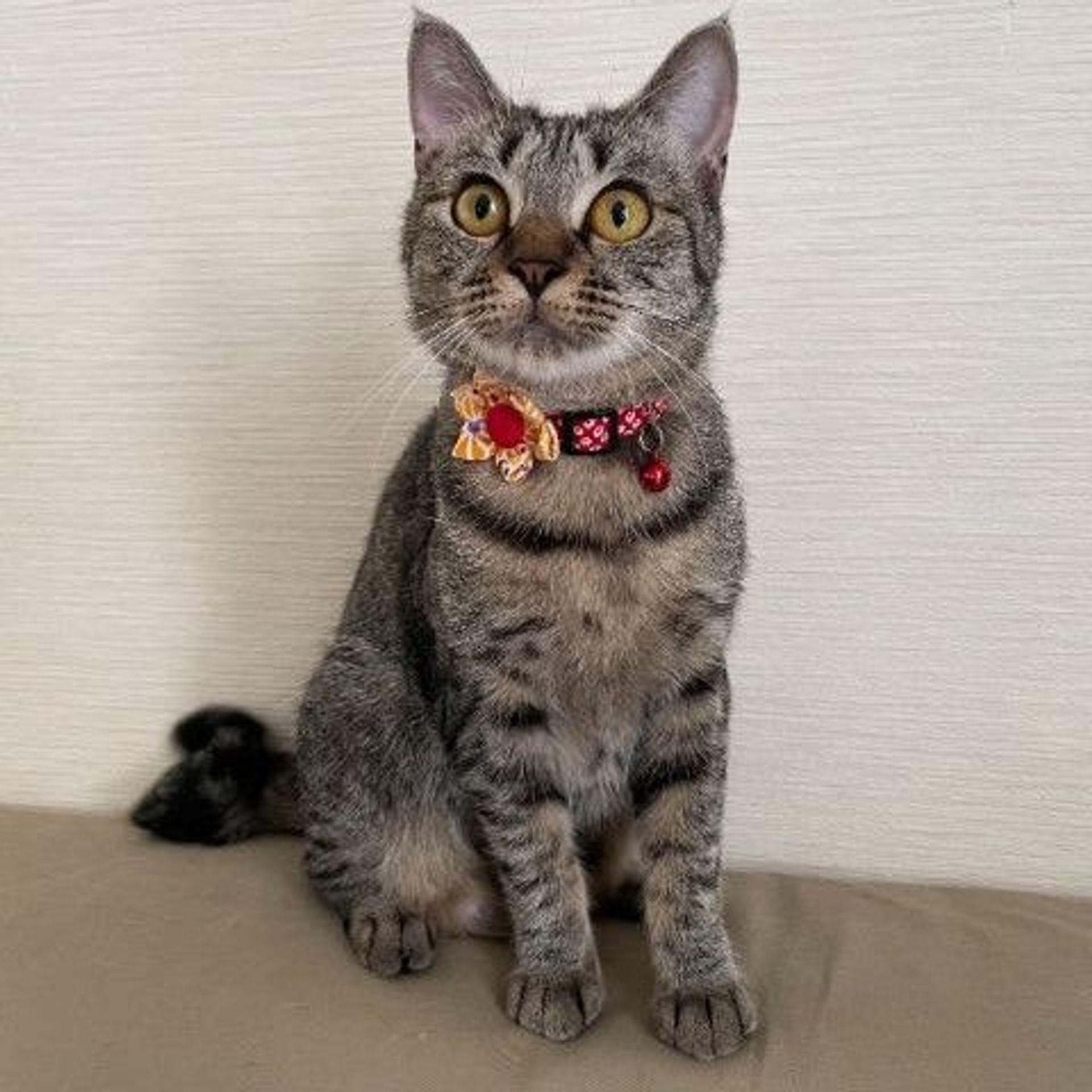 雑種（ミックス猫）・メスの里親募集の写真
