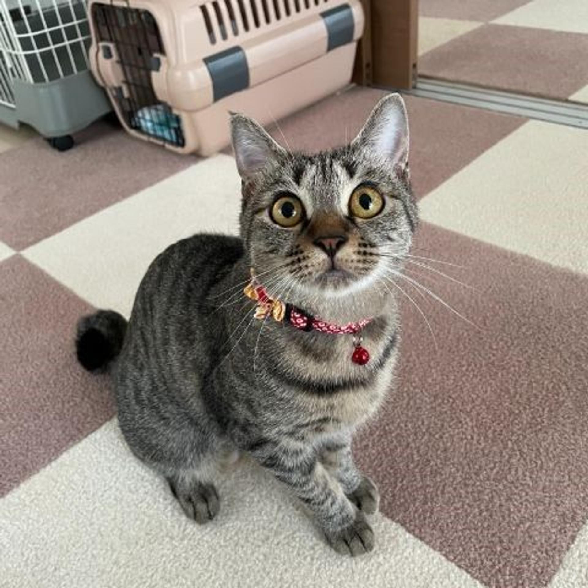 pet-image-3