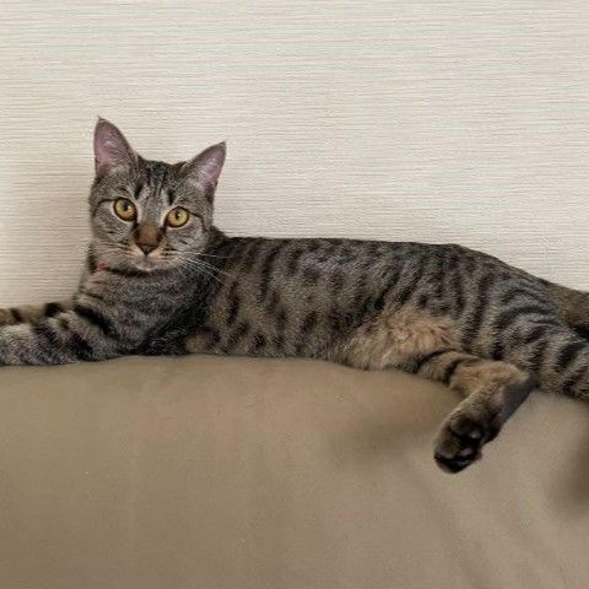 pet-image-4