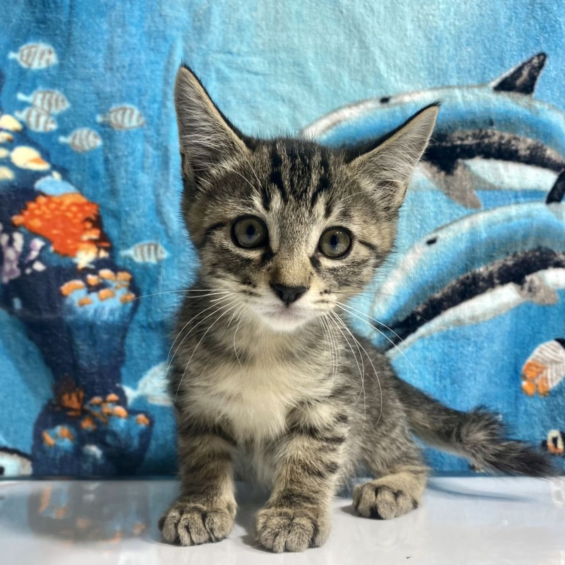 雑種（ミックス猫）・オスの里親募集の写真