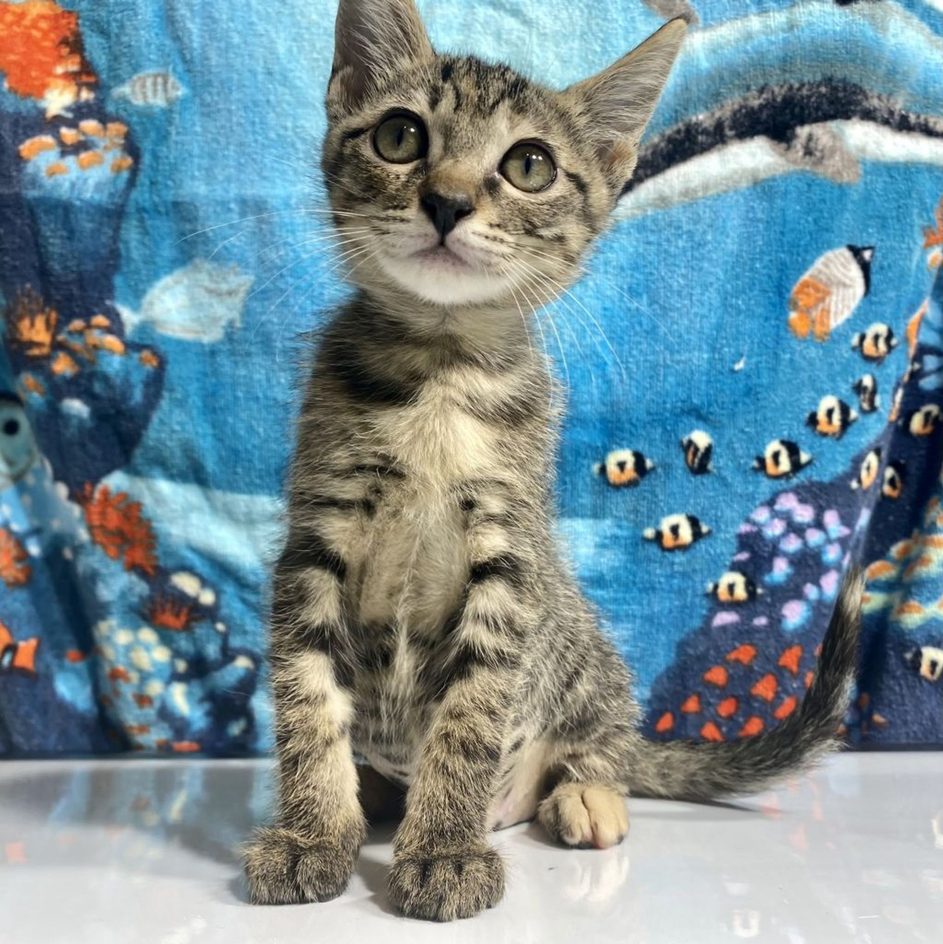 雑種（ミックス猫）・メスの里親募集の写真