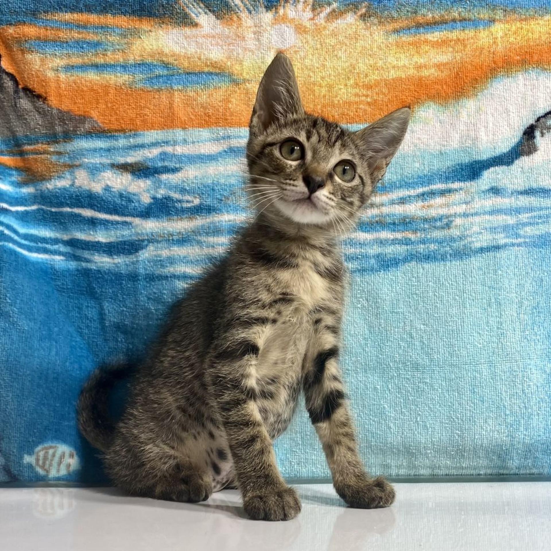 pet-image-3