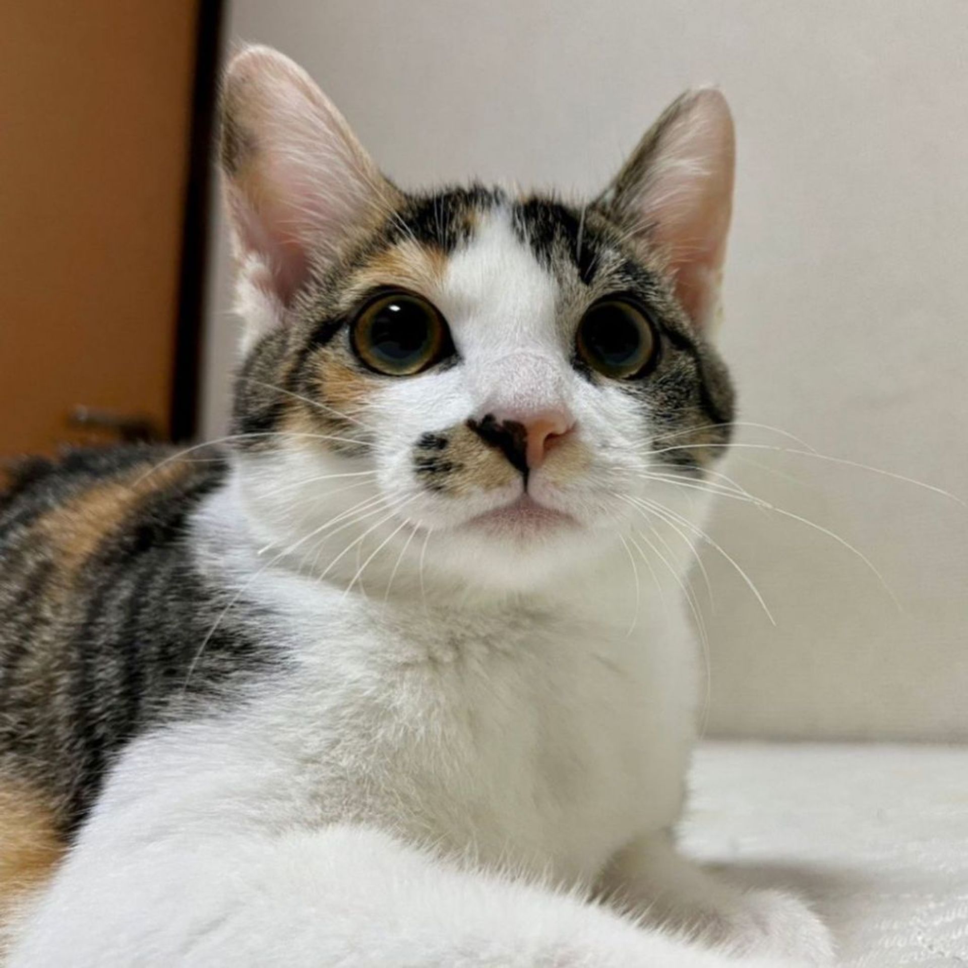 雑種（ミックス猫）・メスの里親募集の写真
