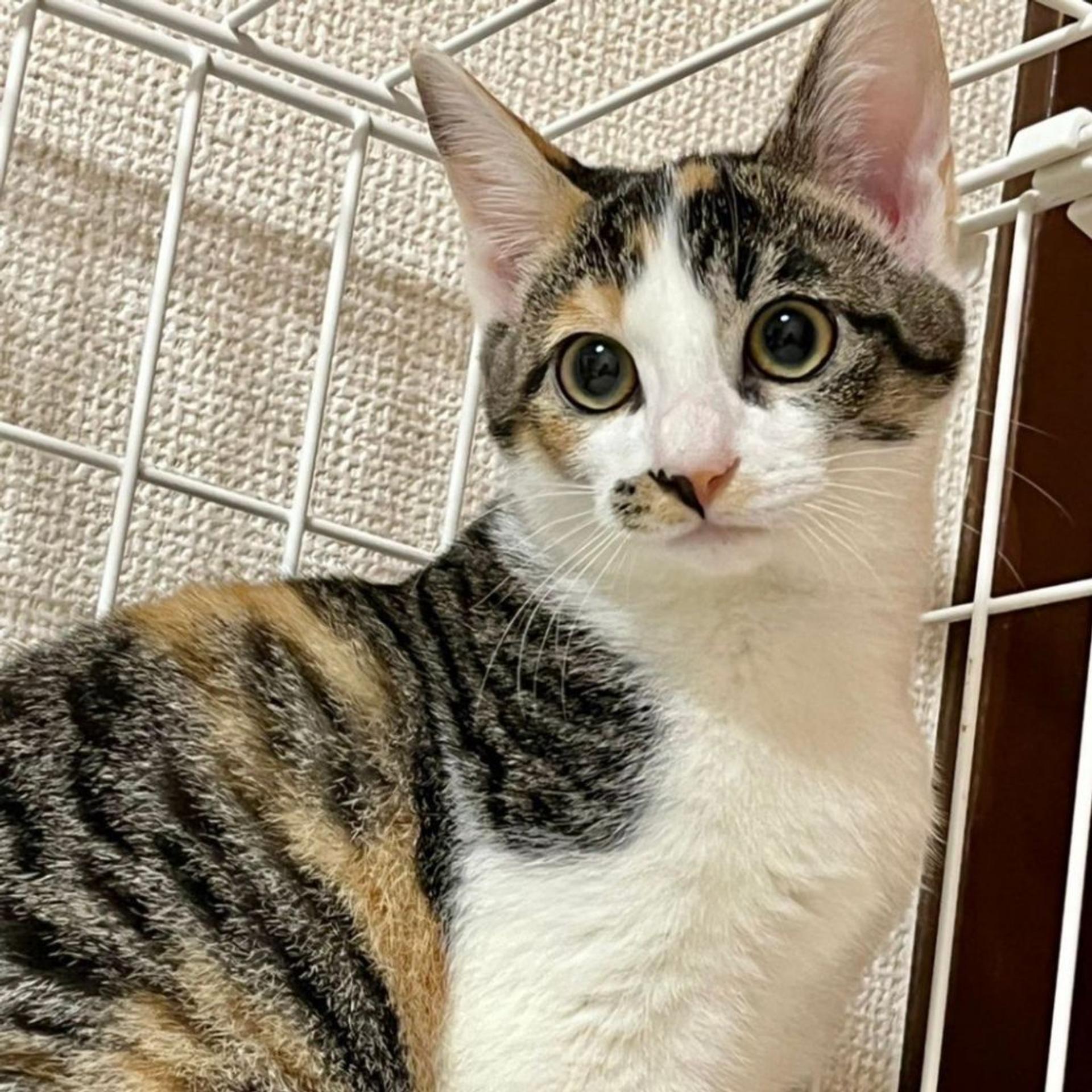 pet-image-2