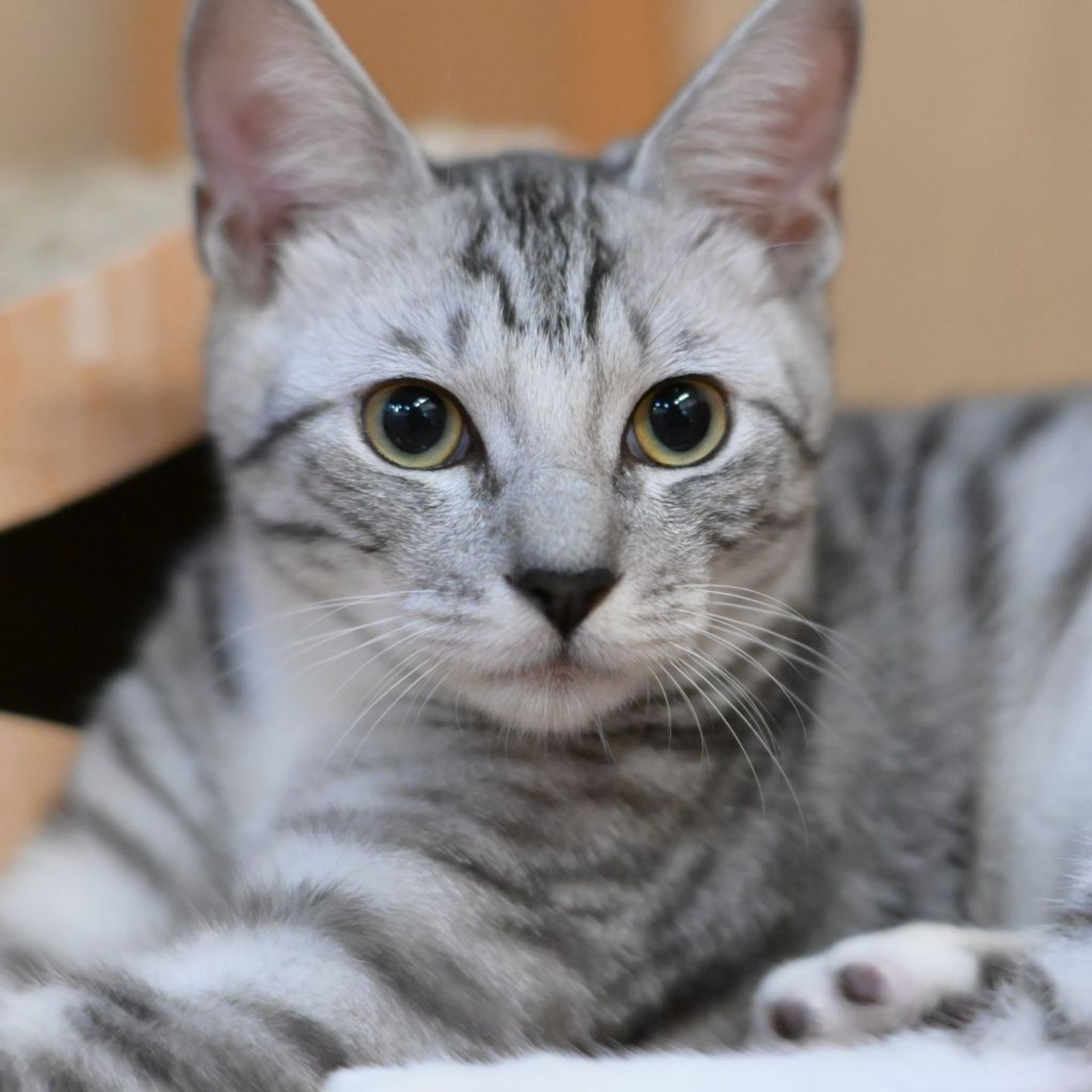 雑種（ミックス猫）・オスの里親募集の写真