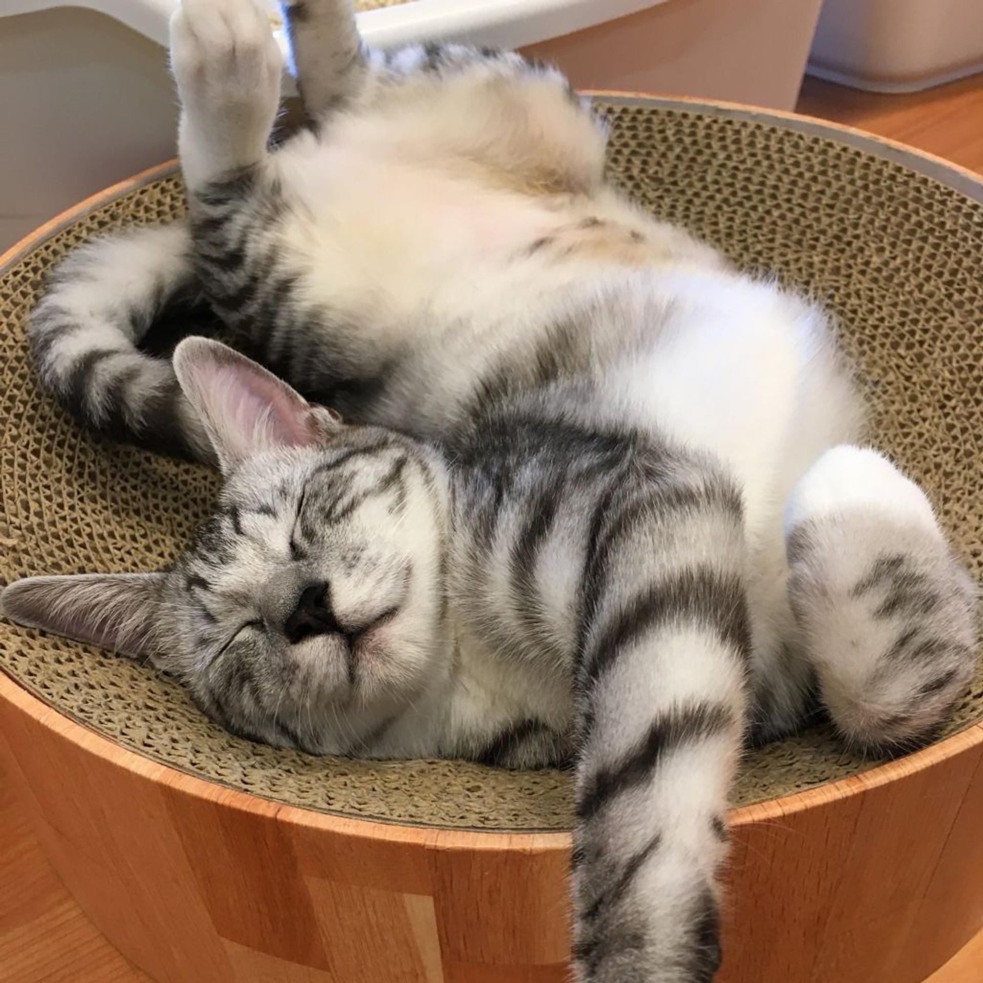 pet-image-2