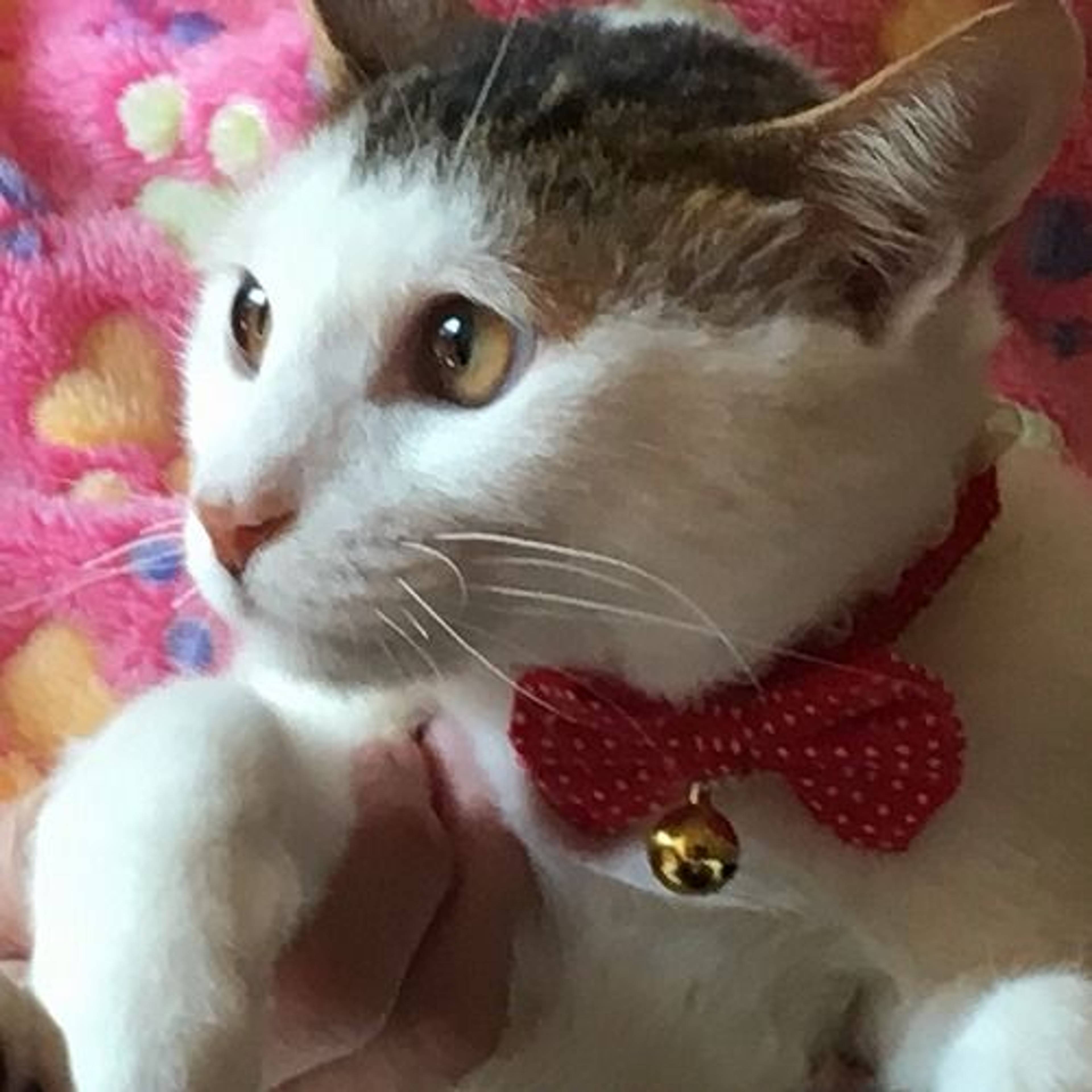 雑種（ミックス猫）・オスの里親募集の写真