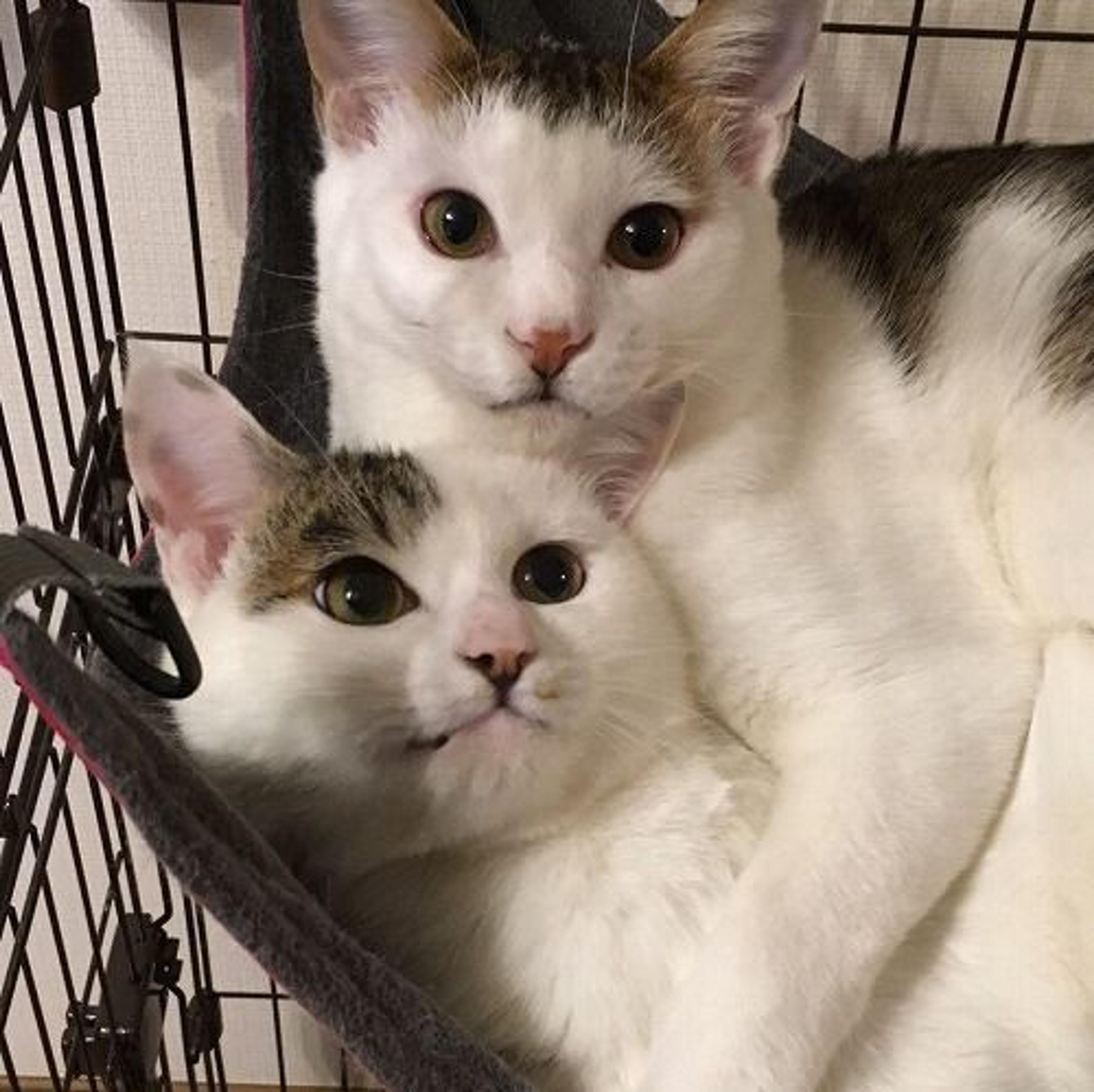 pet-image-2
