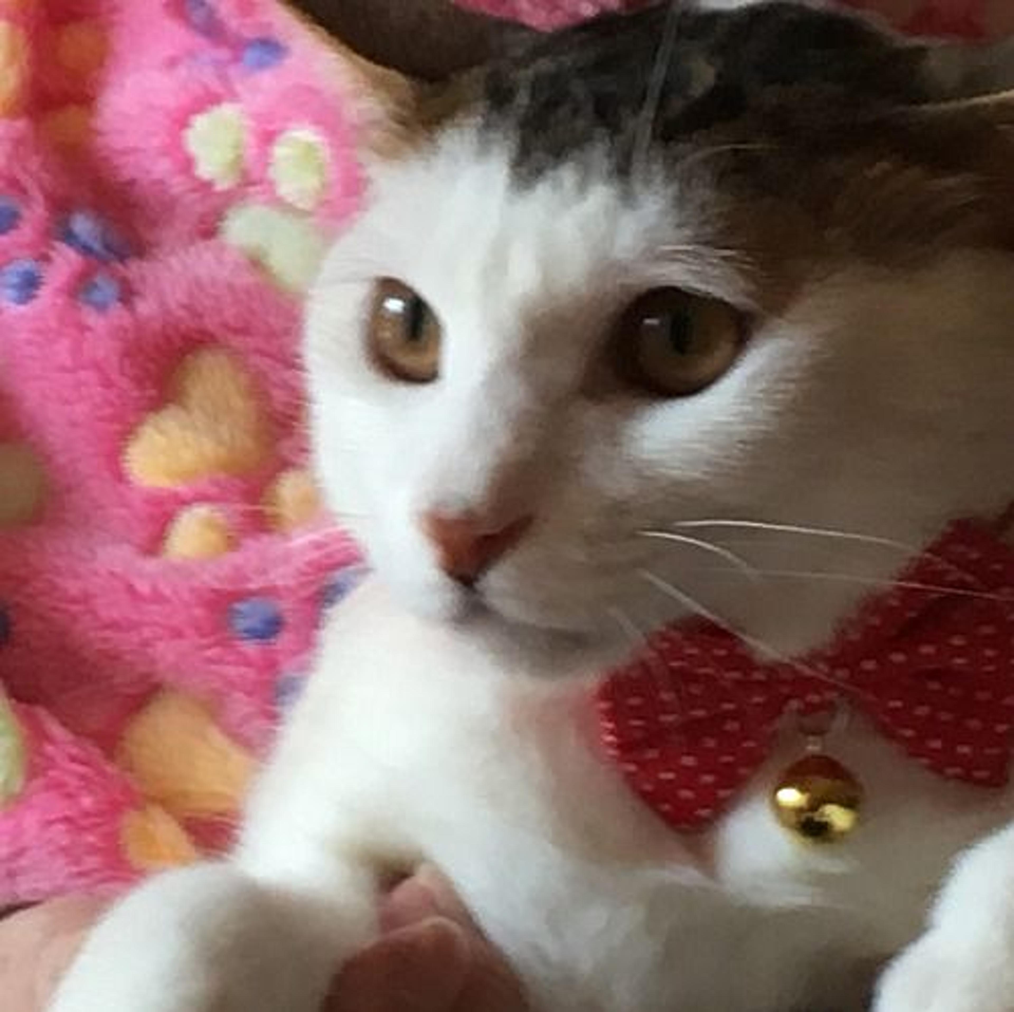 pet-image-3