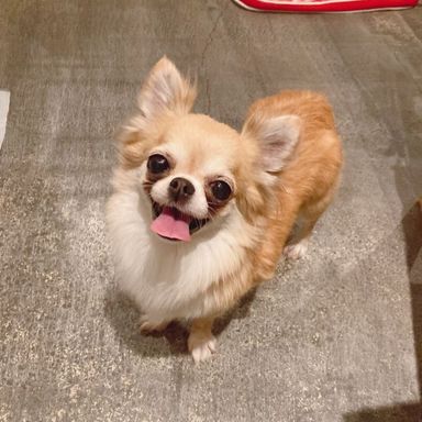 たらこ