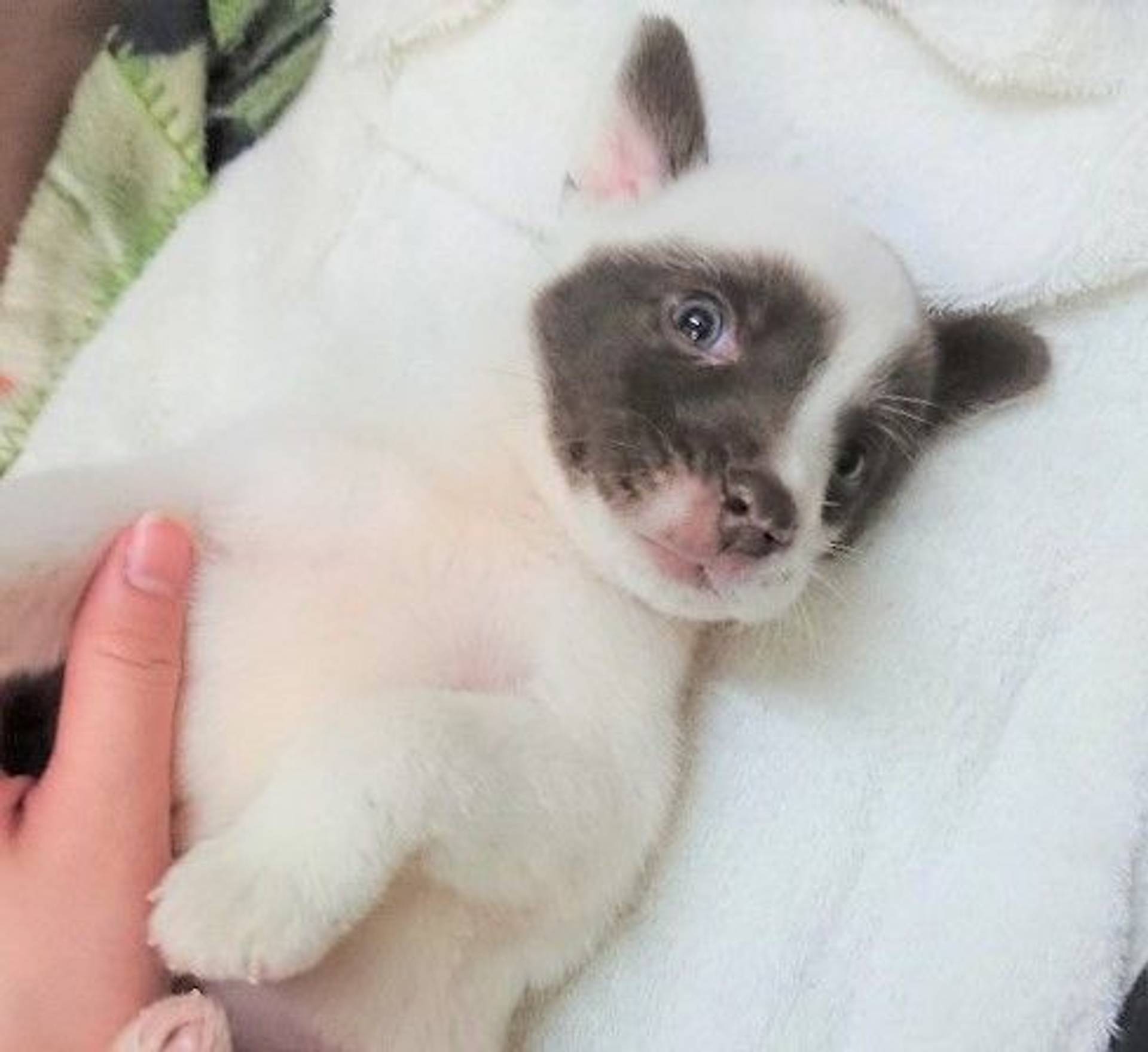 雑種（ミックス犬）・オスの里親募集の写真
