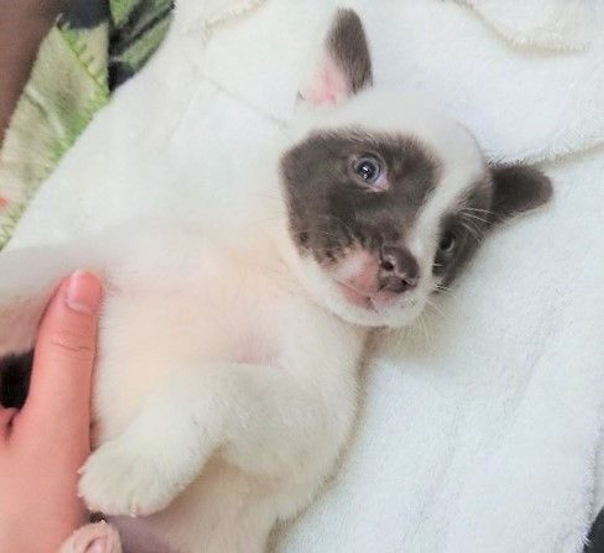 雑種（ミックス犬）・オスの里親募集の写真