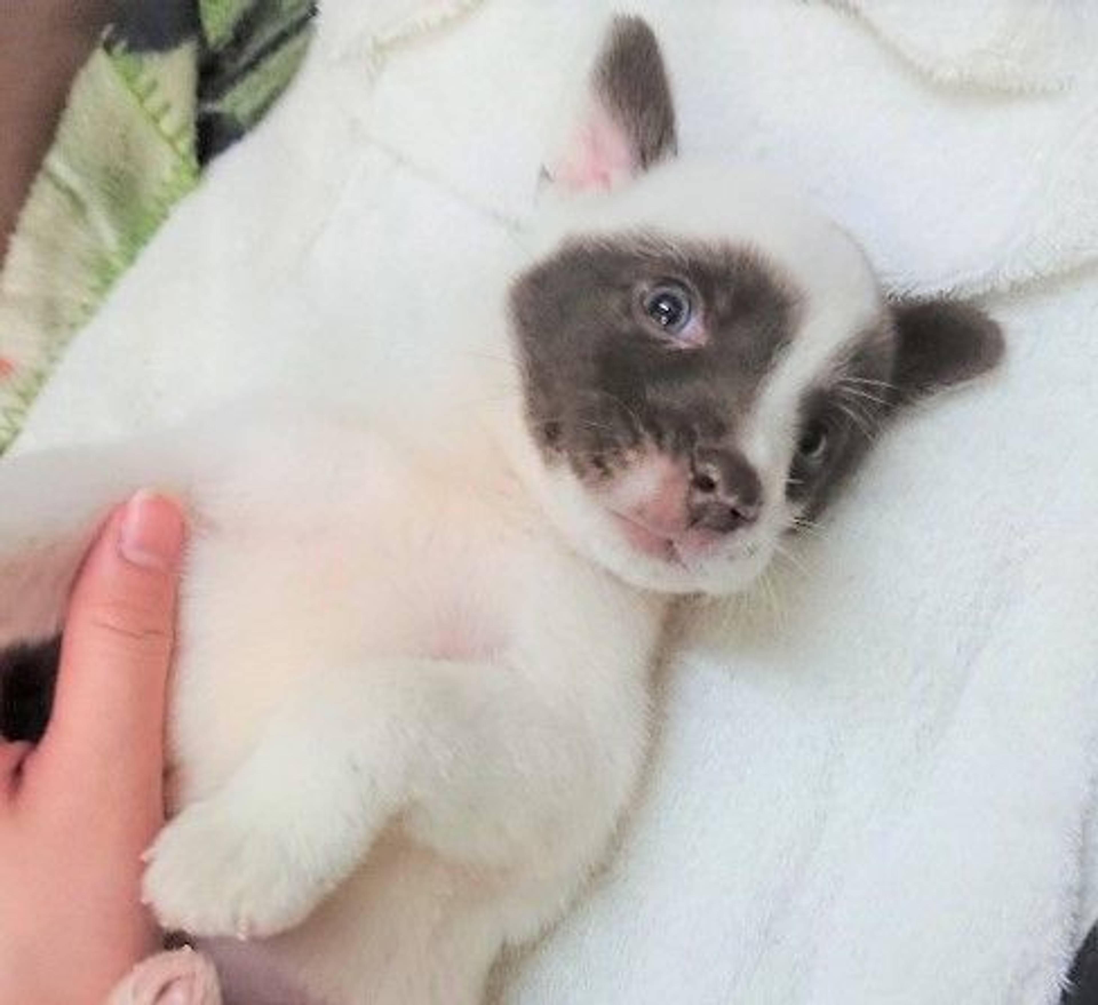 雑種（ミックス犬）・オスの里親募集の写真