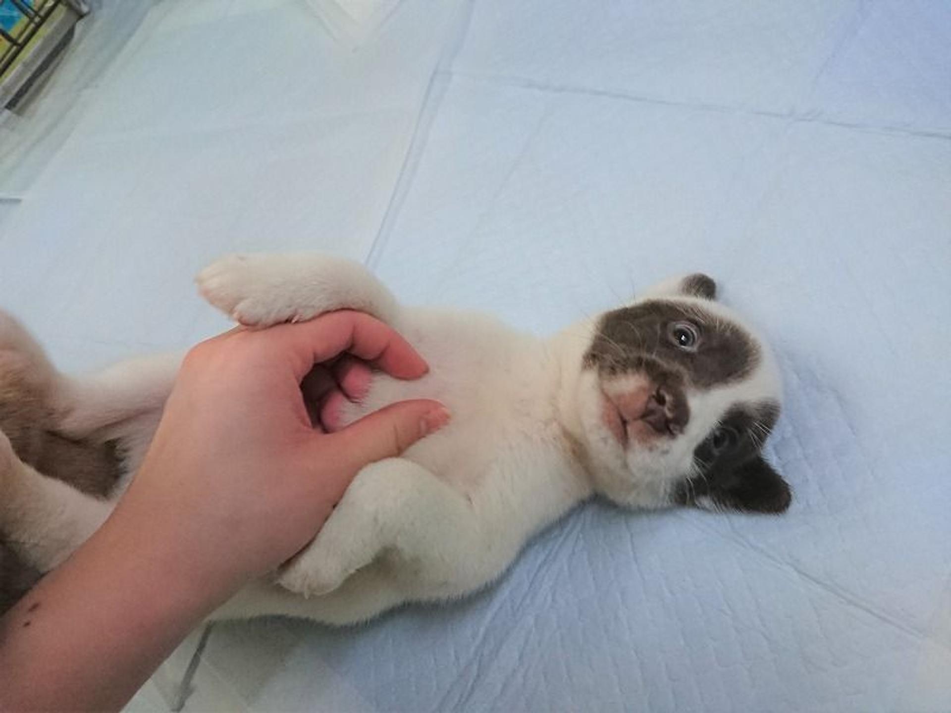 pet-image-2