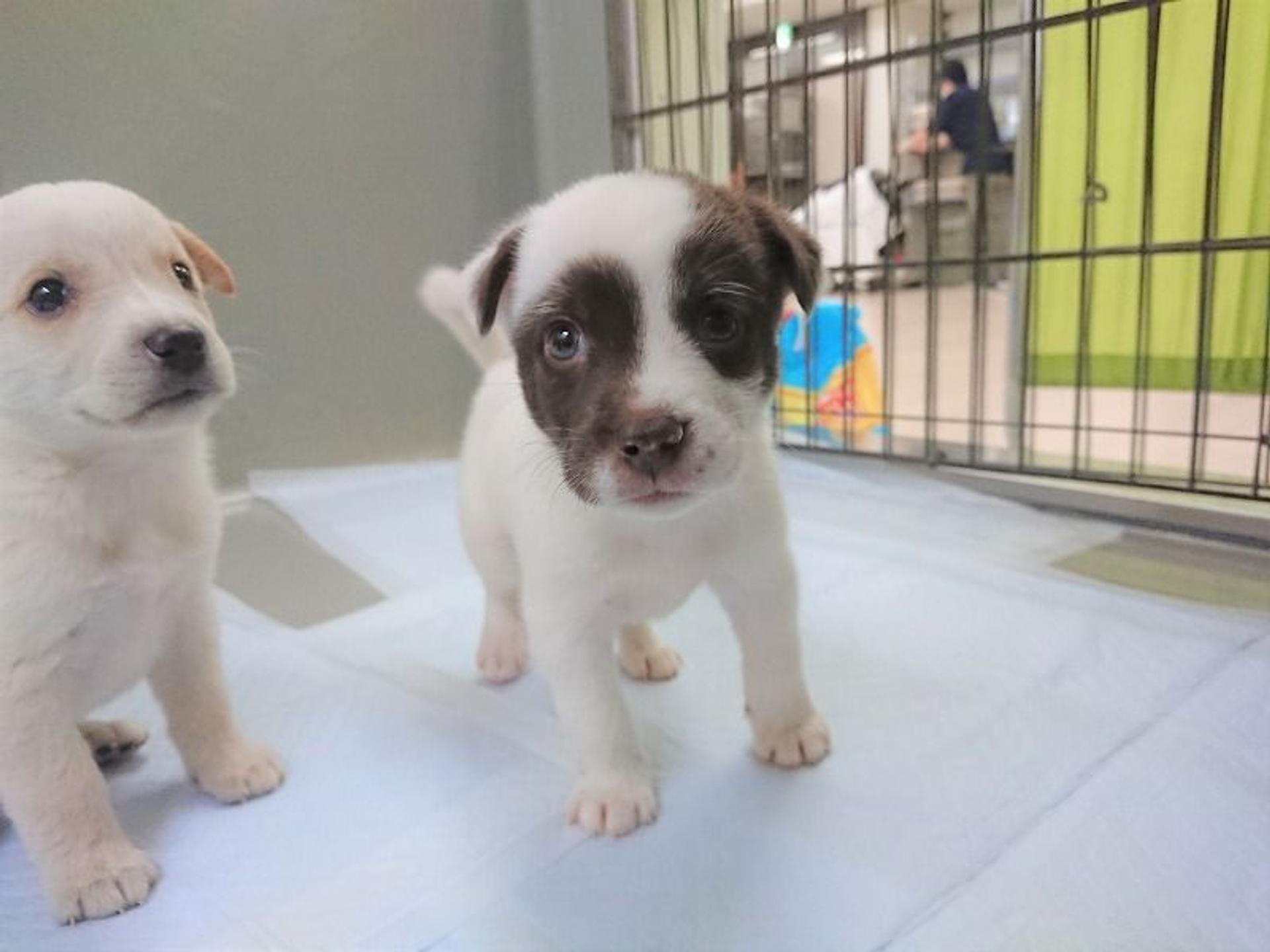pet-image-8