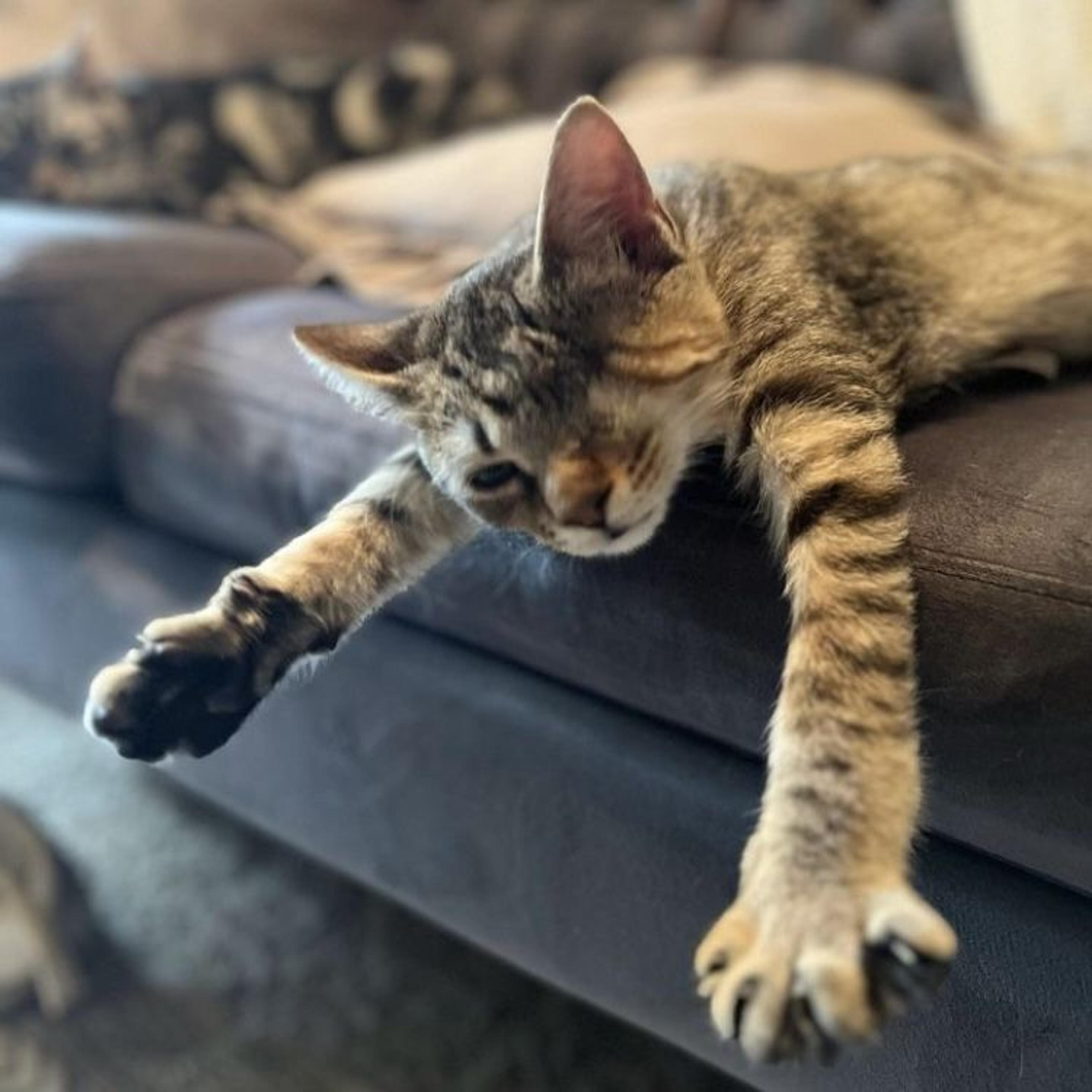 pet-image-2