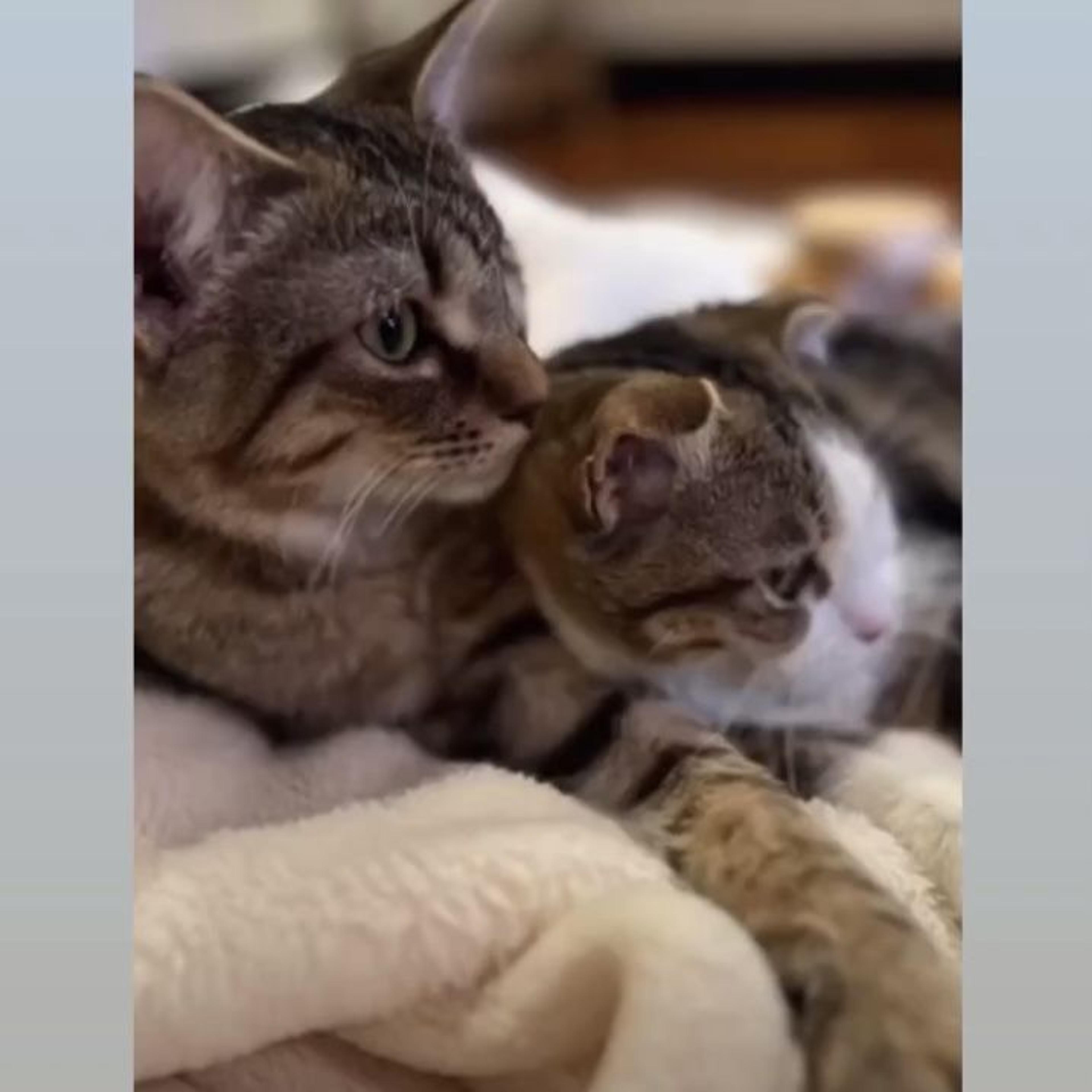 pet-image-4