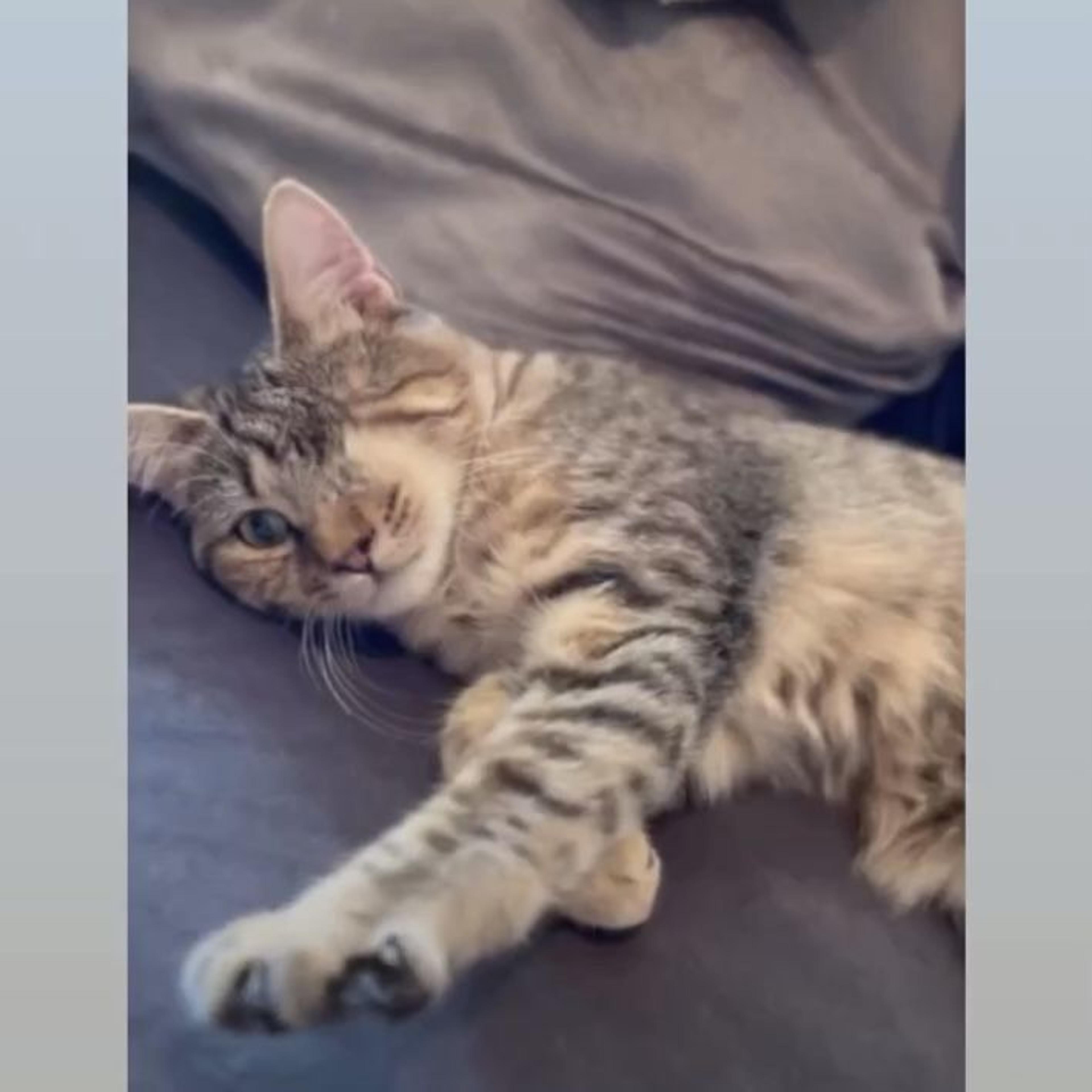 pet-image-5