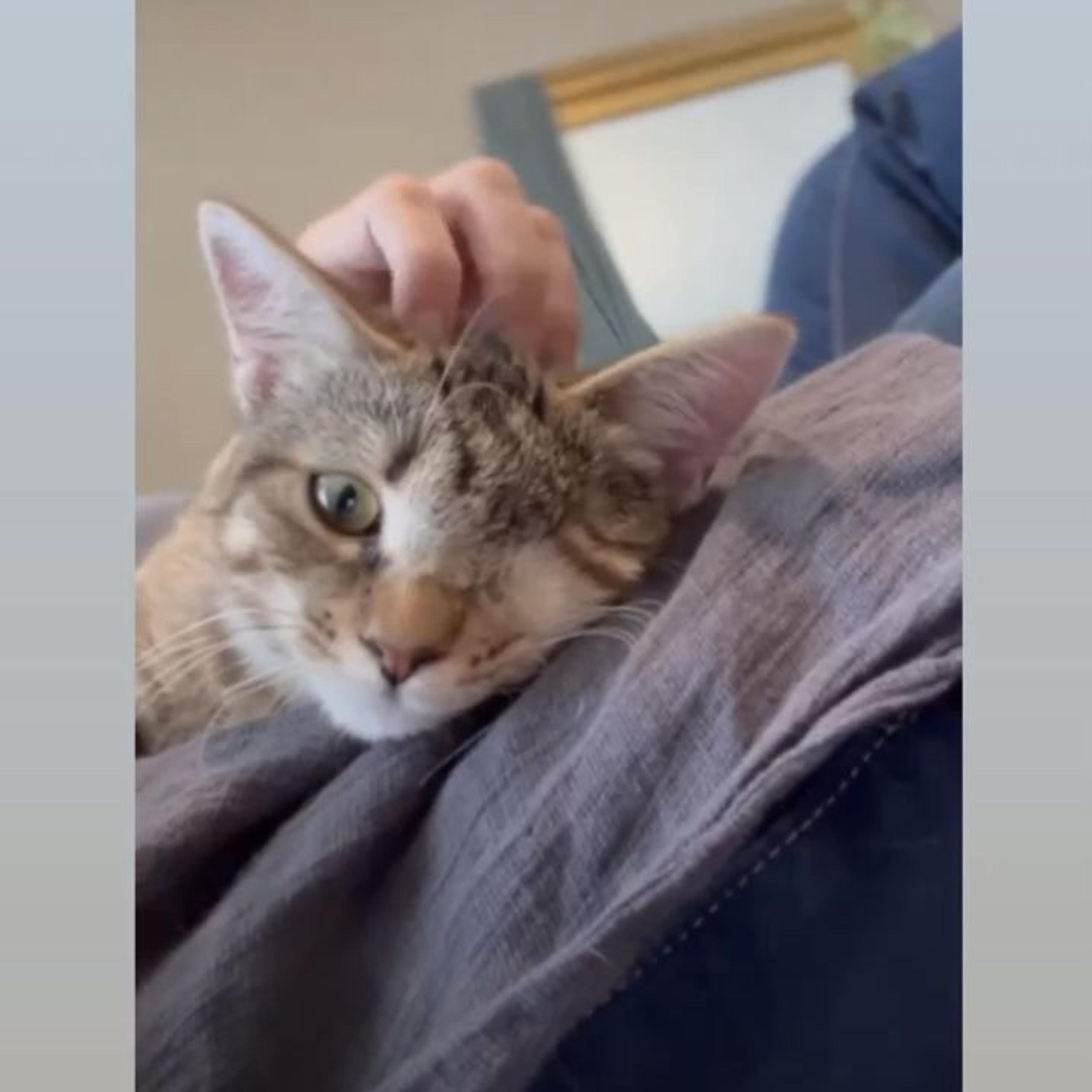 pet-image-6