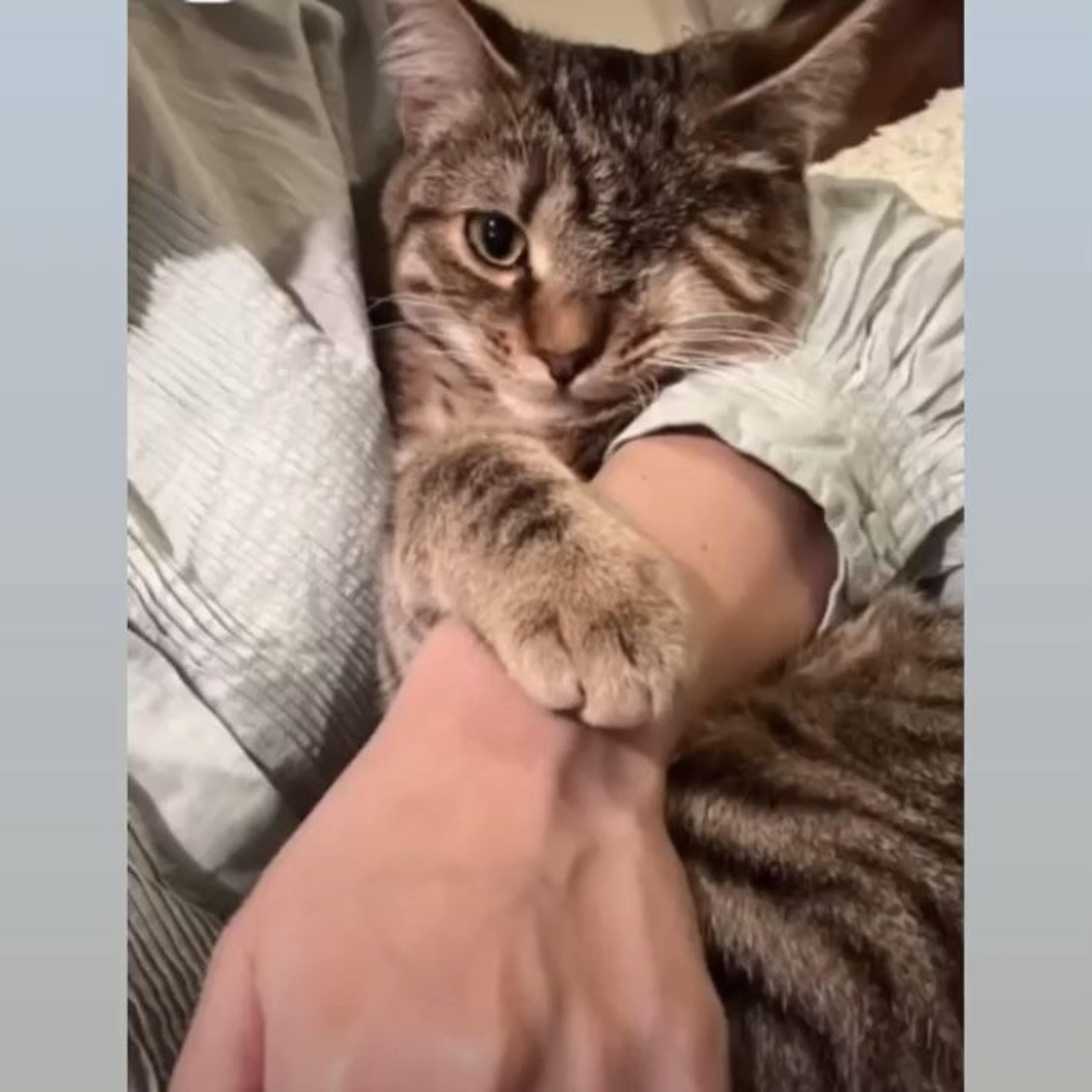 pet-image-7