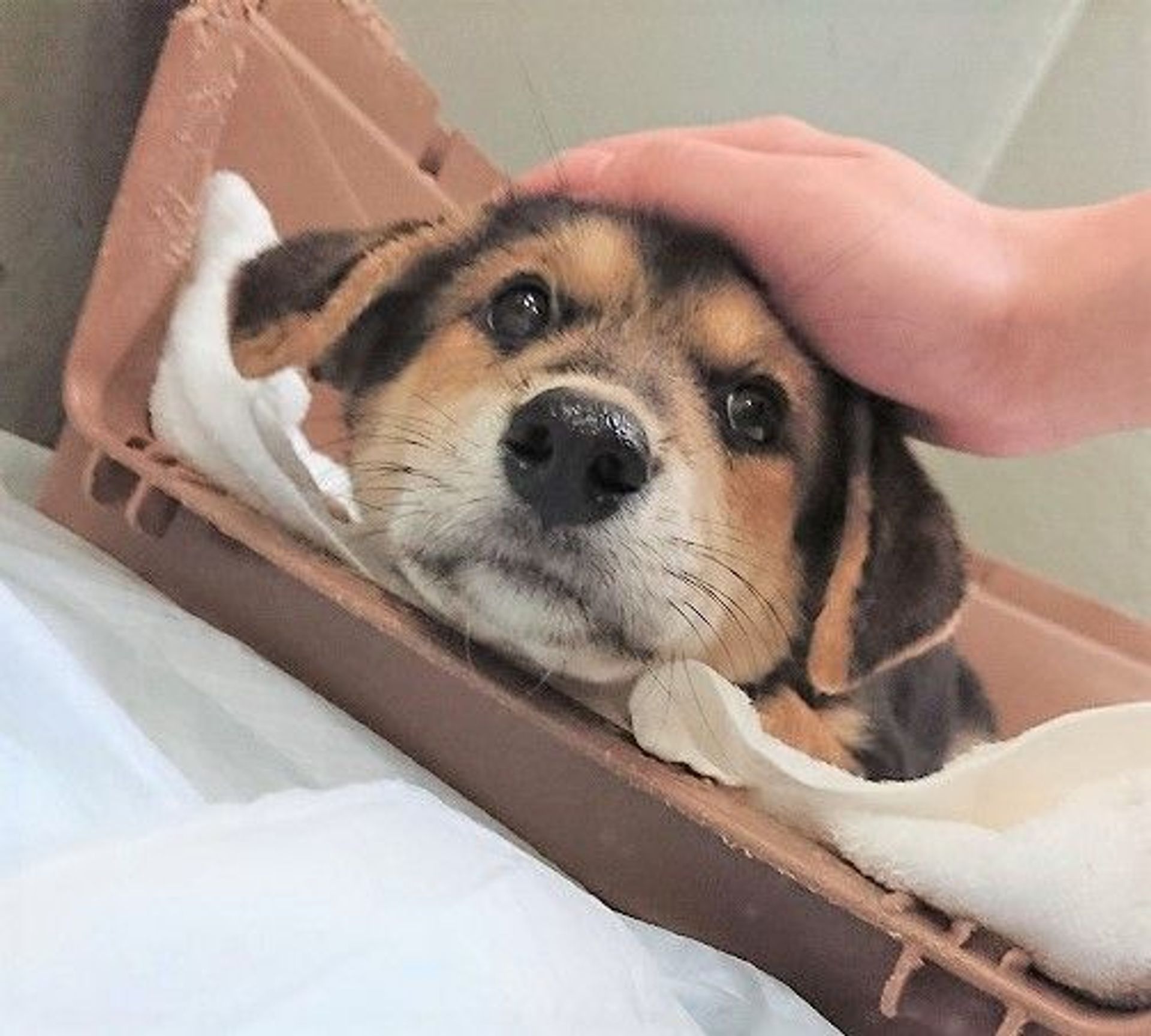 雑種（ミックス犬）・メスの里親募集の写真