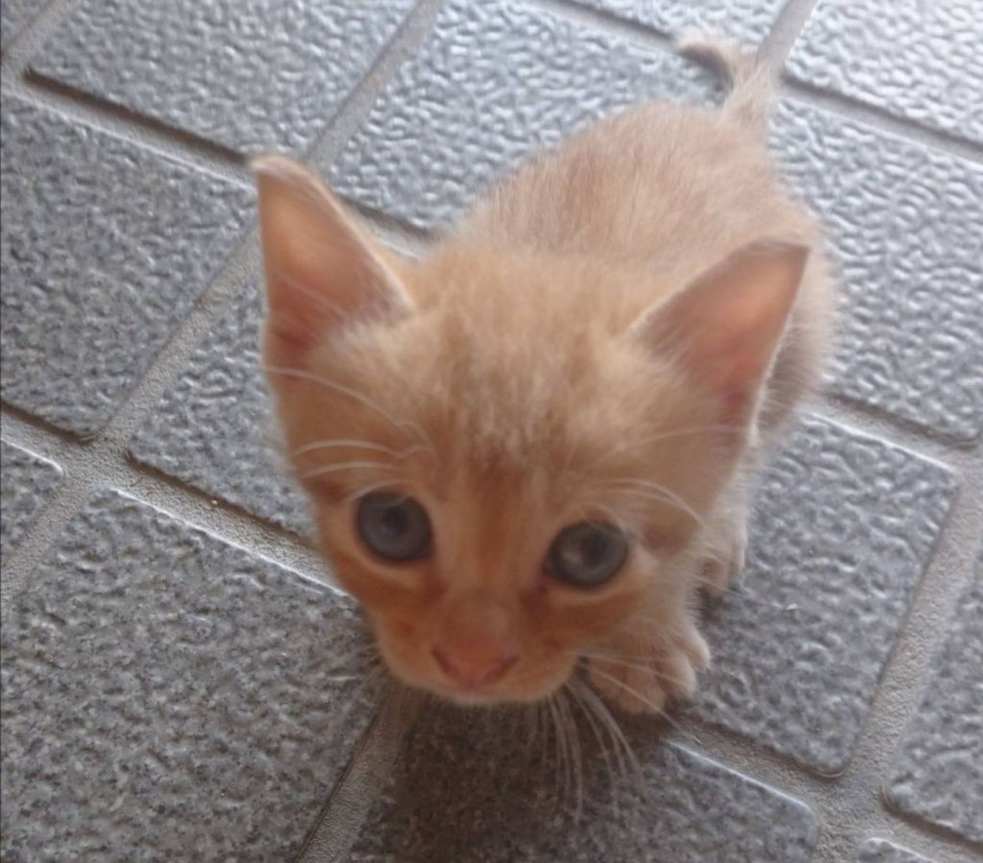 雑種（ミックス猫）・オスの里親募集の写真