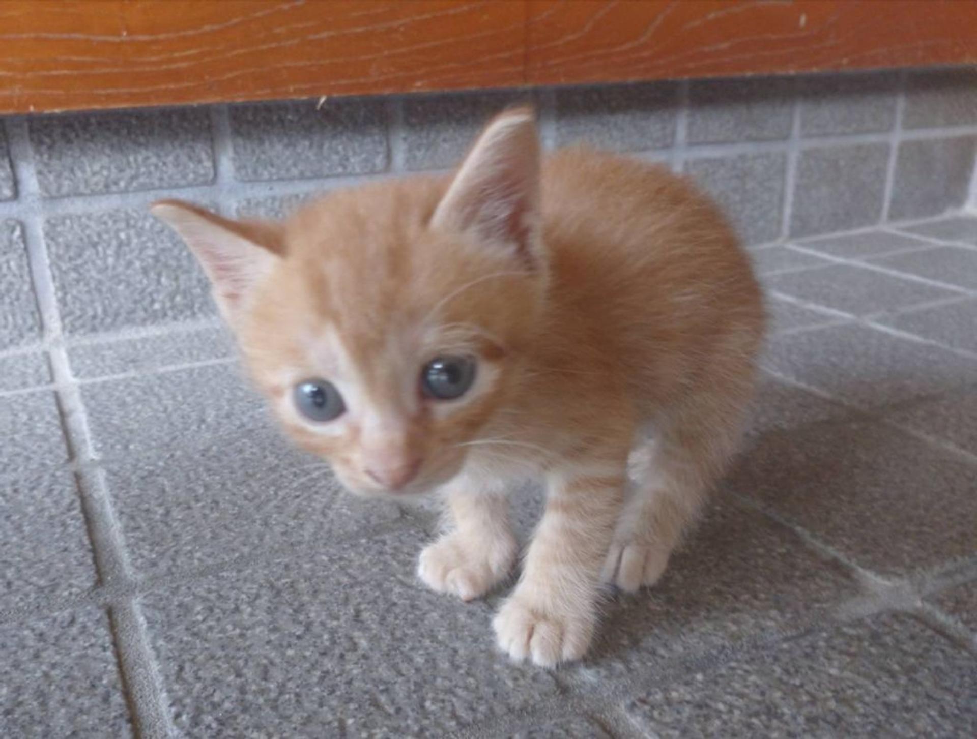 pet-image-3