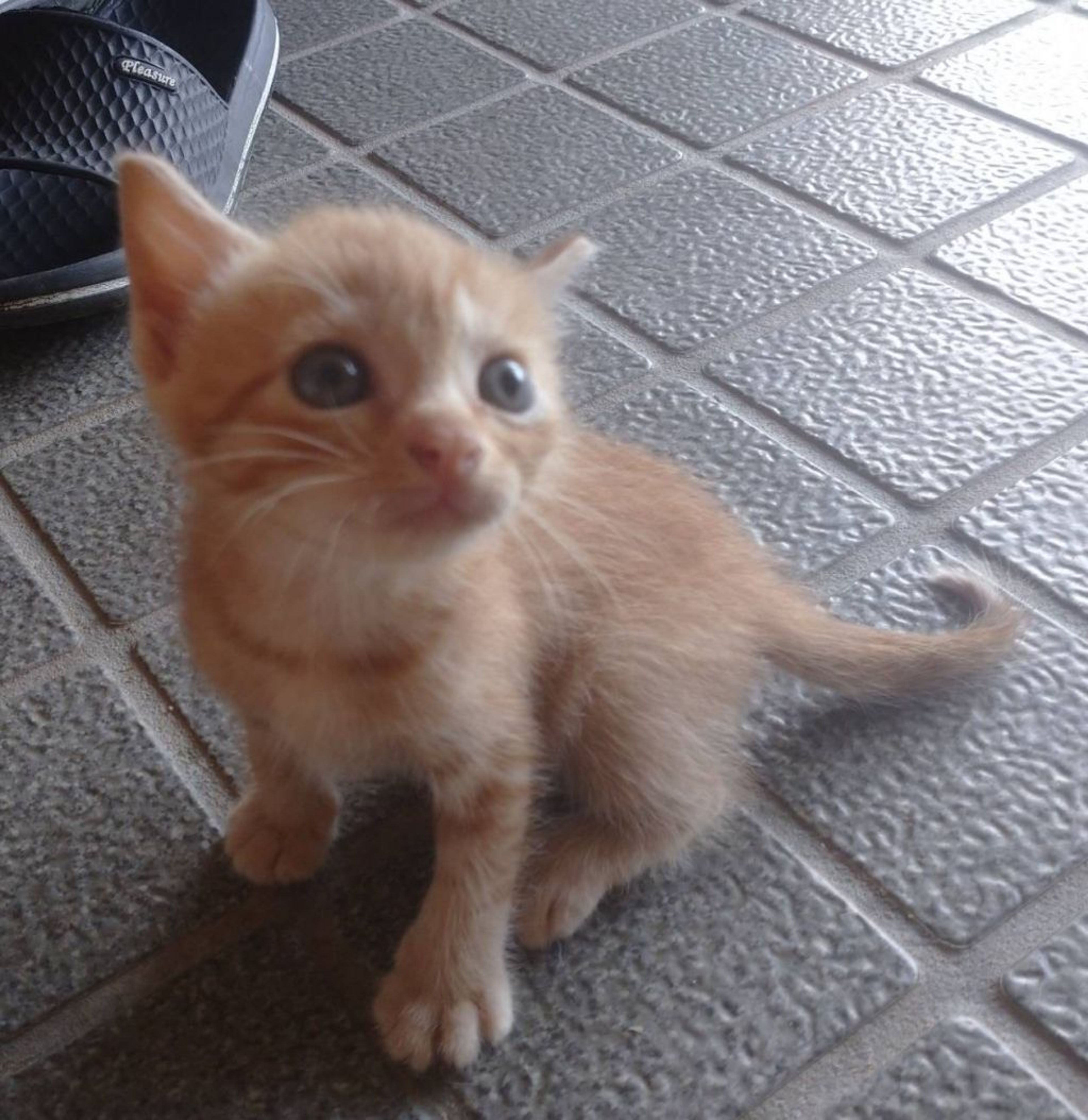 pet-image-4