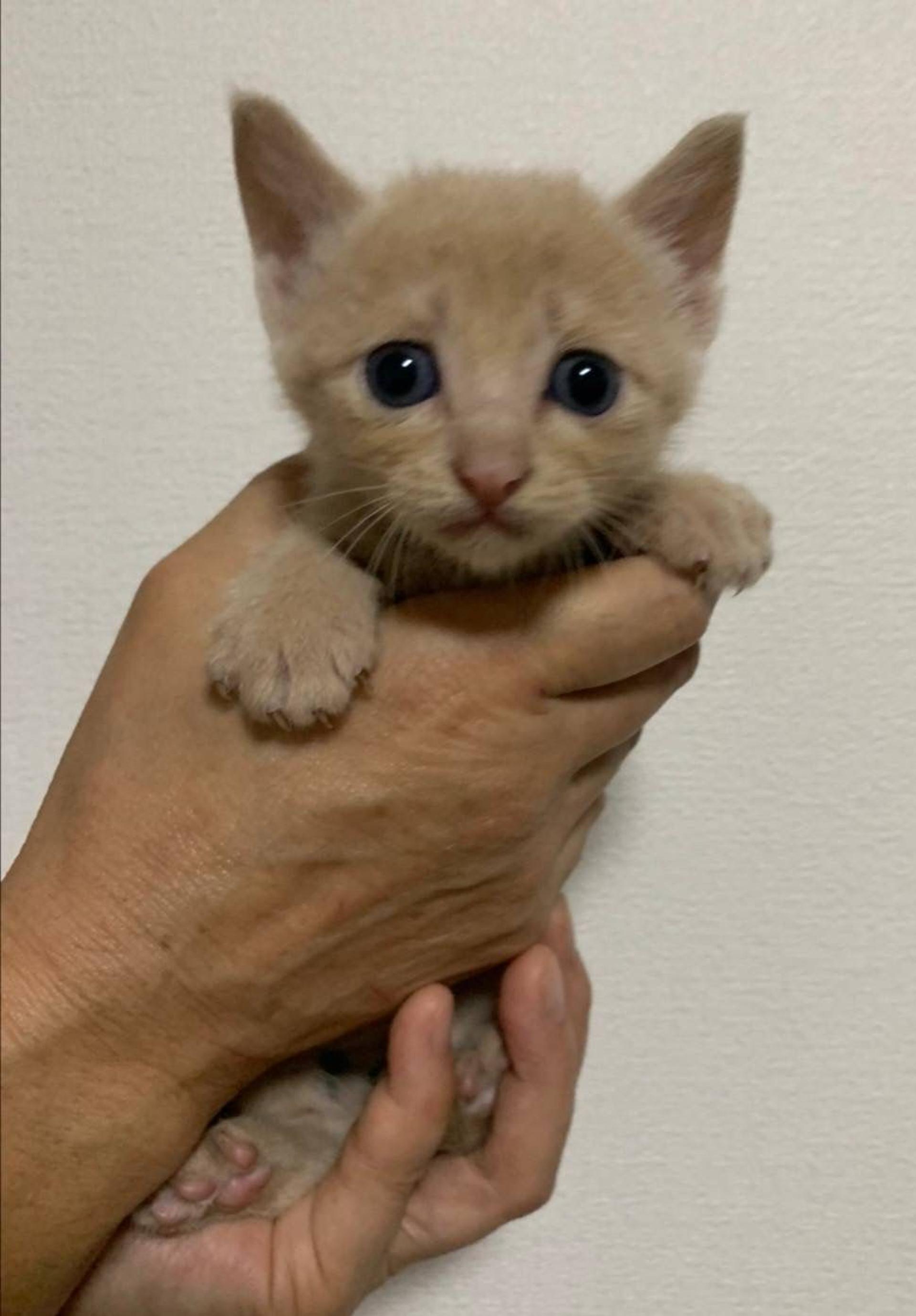pet-image-6