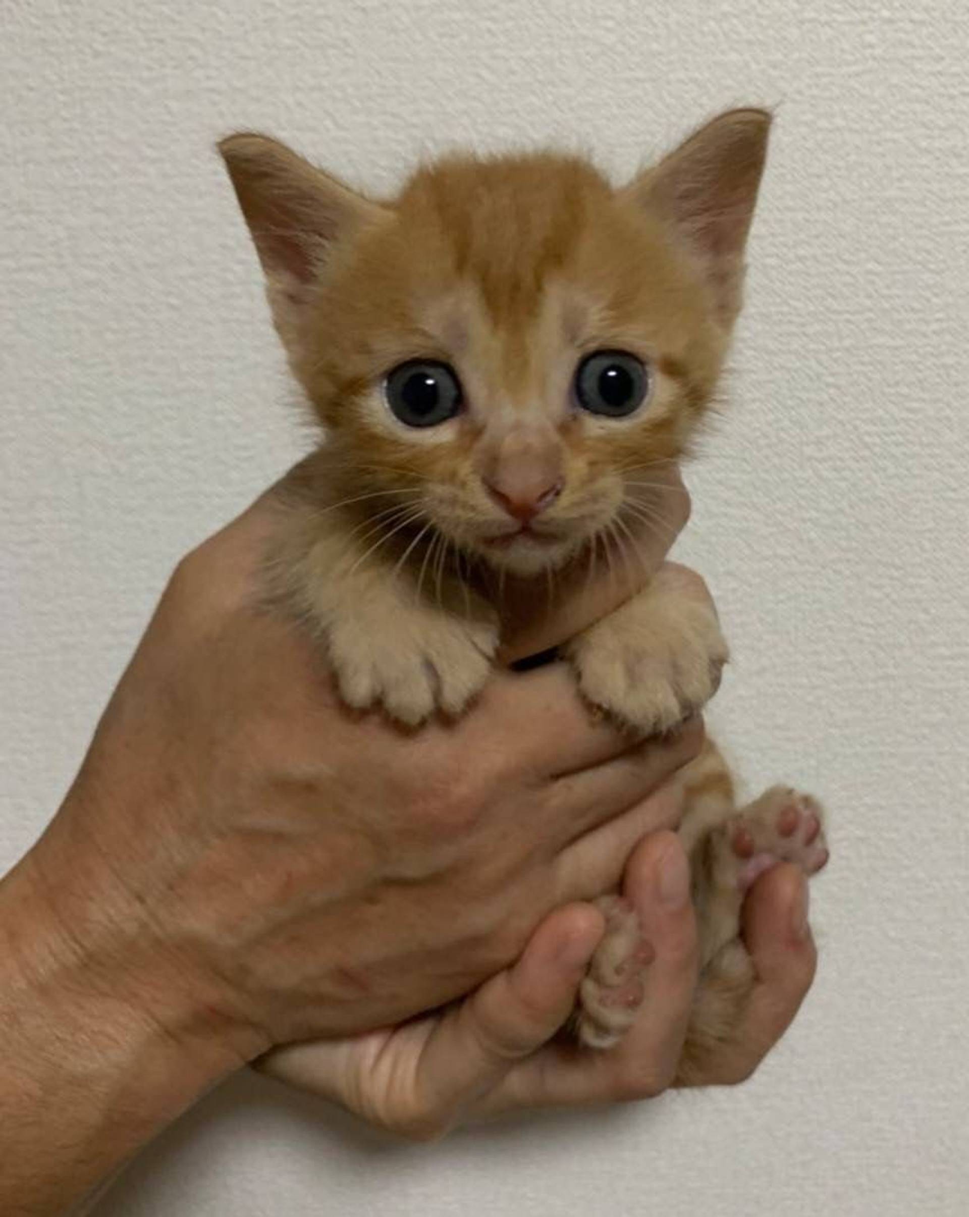 雑種（ミックス猫）・オスの里親募集の写真