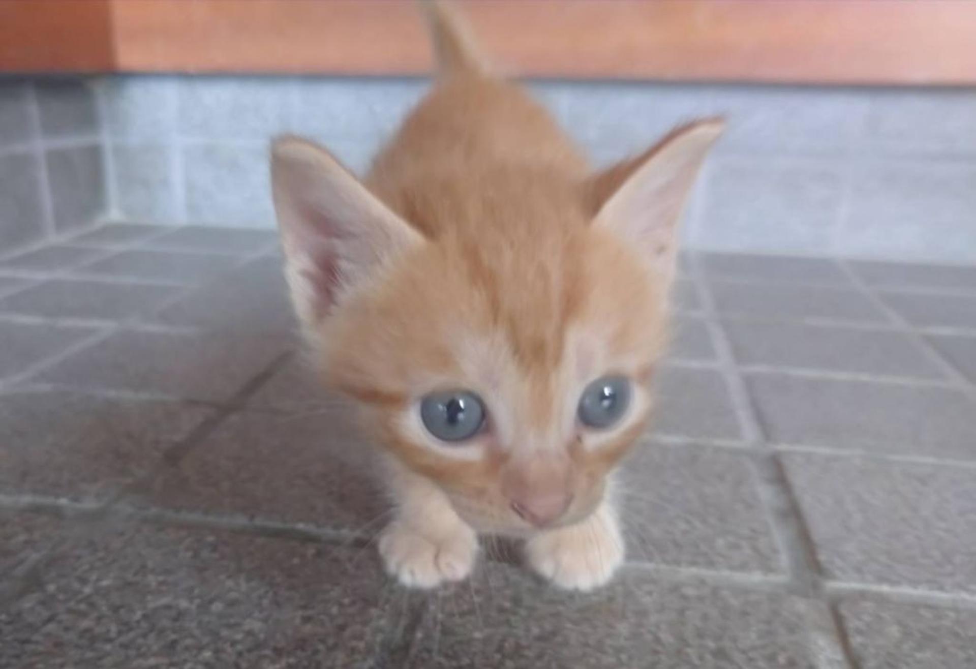 pet-image-4