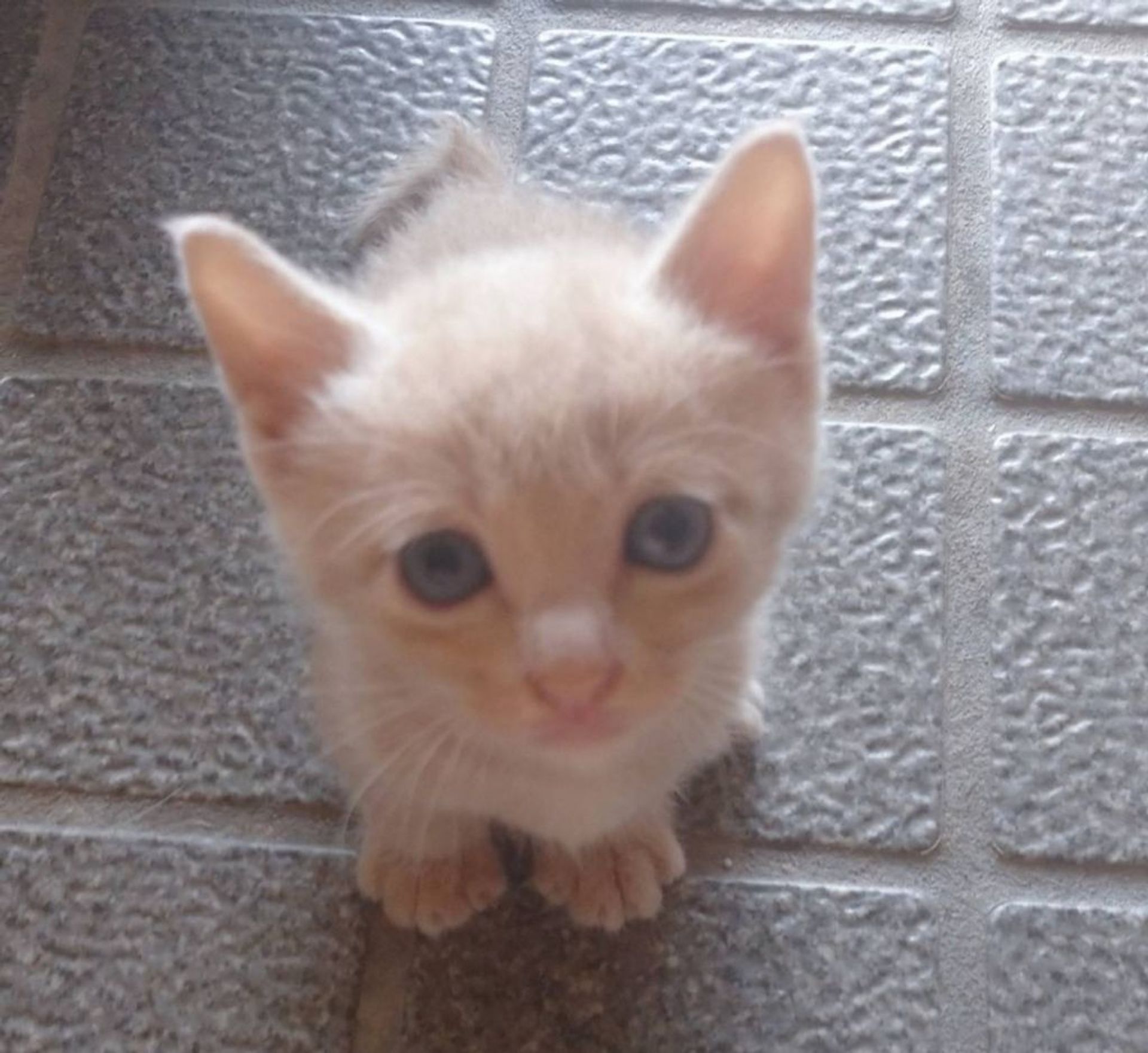 雑種（ミックス猫）・オスの里親募集の写真