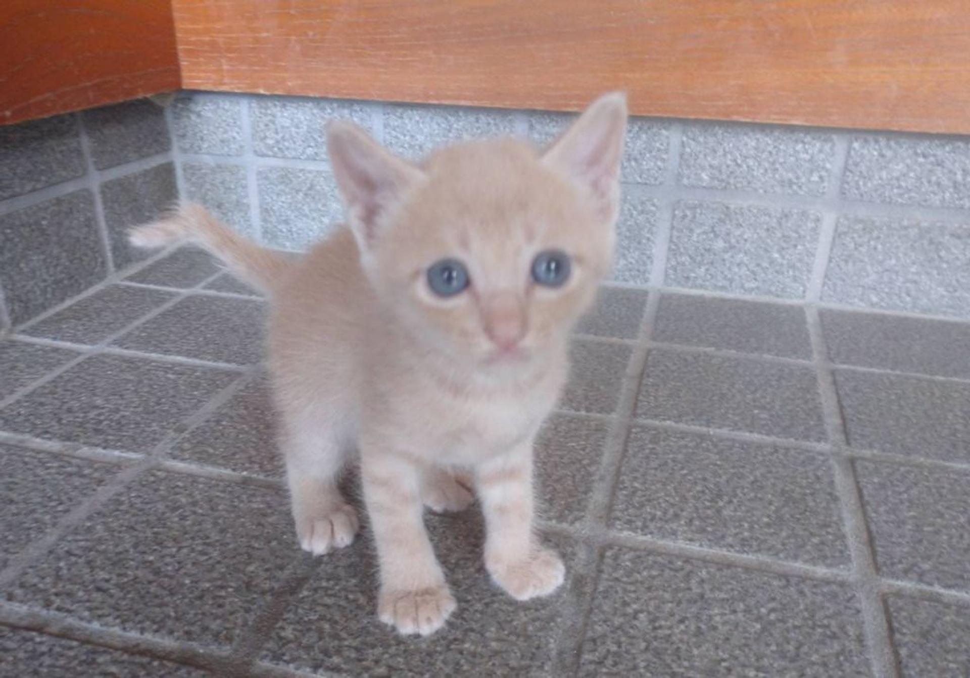 pet-image-3