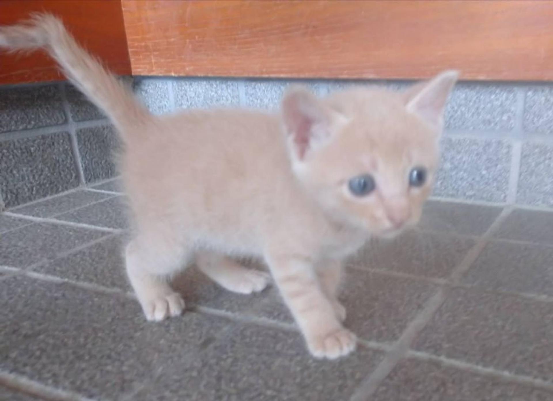 pet-image-4